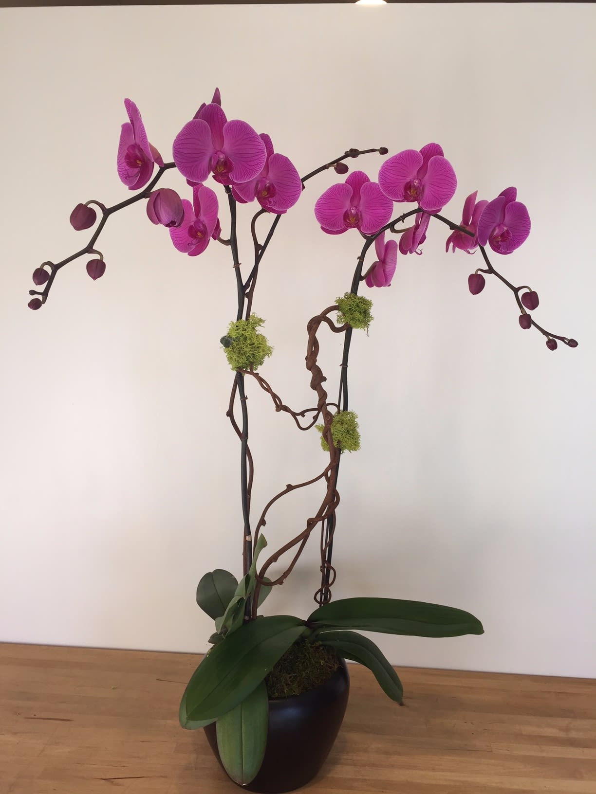 Phal Purple 2 In Encinitas Ca Divine Orchids