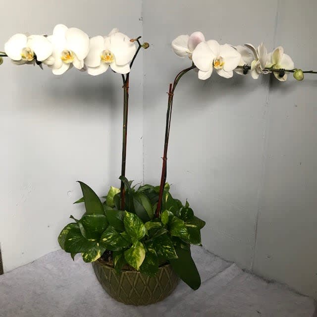 Large White Orchid Plant In Woburn Ma Hillside Florist