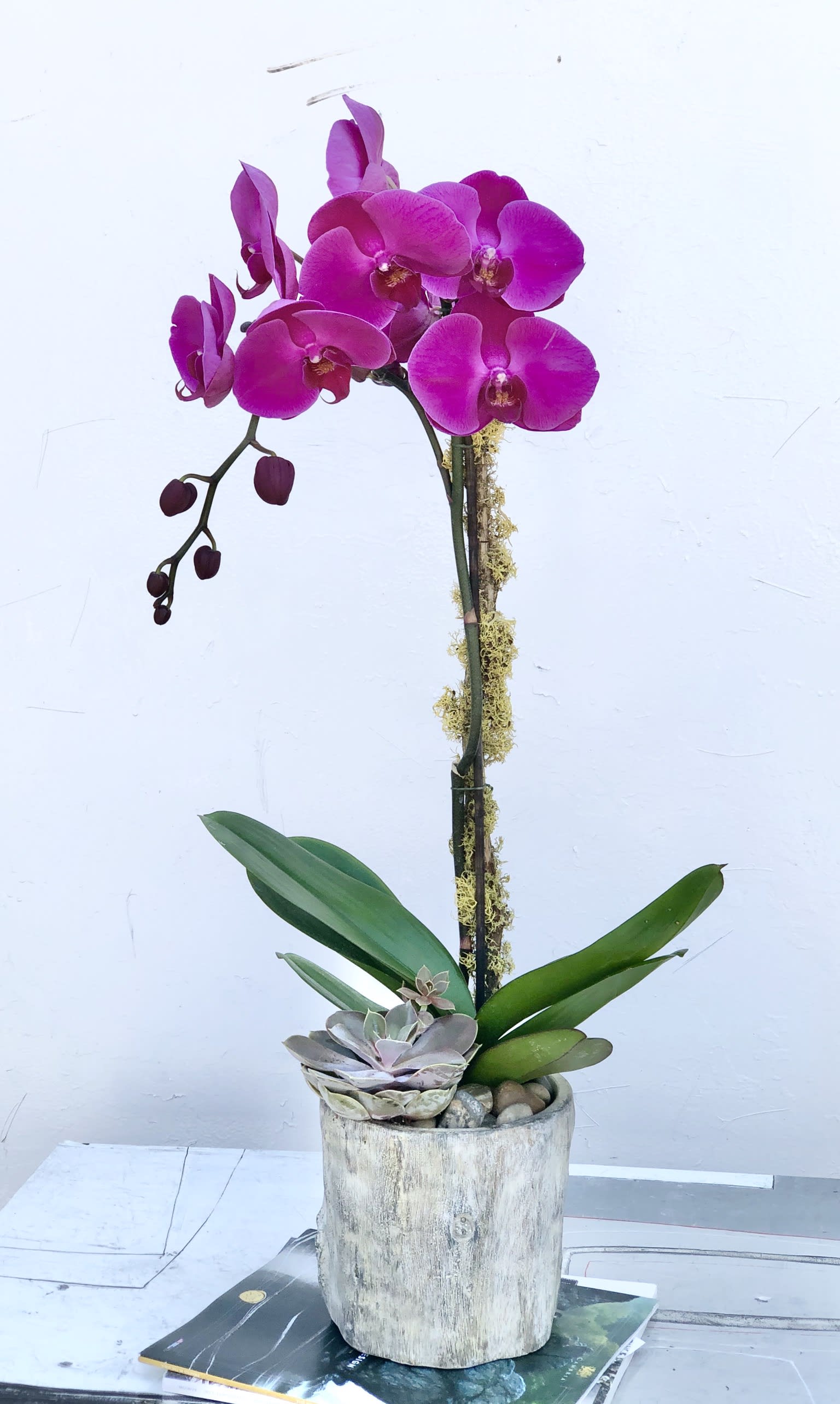 Sunset Orchid Plant By Rose Roses
