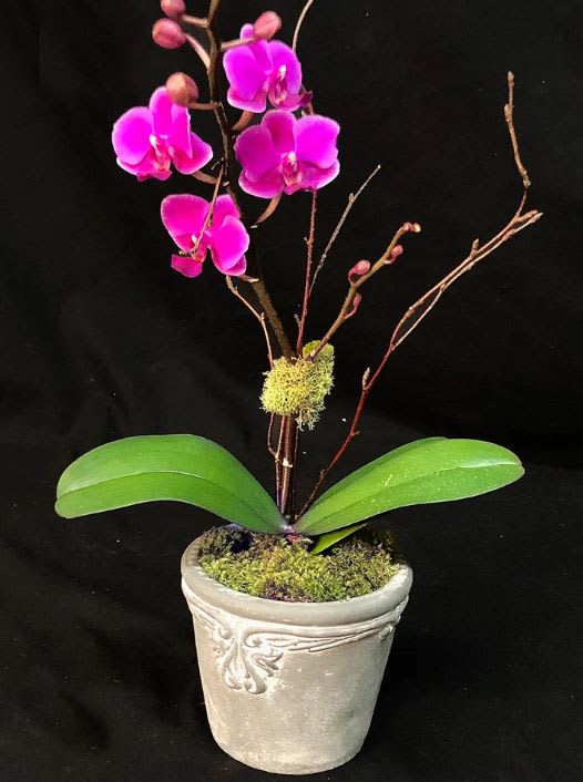 12 Month Plant Of The Month Club Pm 12 In La Jolla Ca Adelaide S