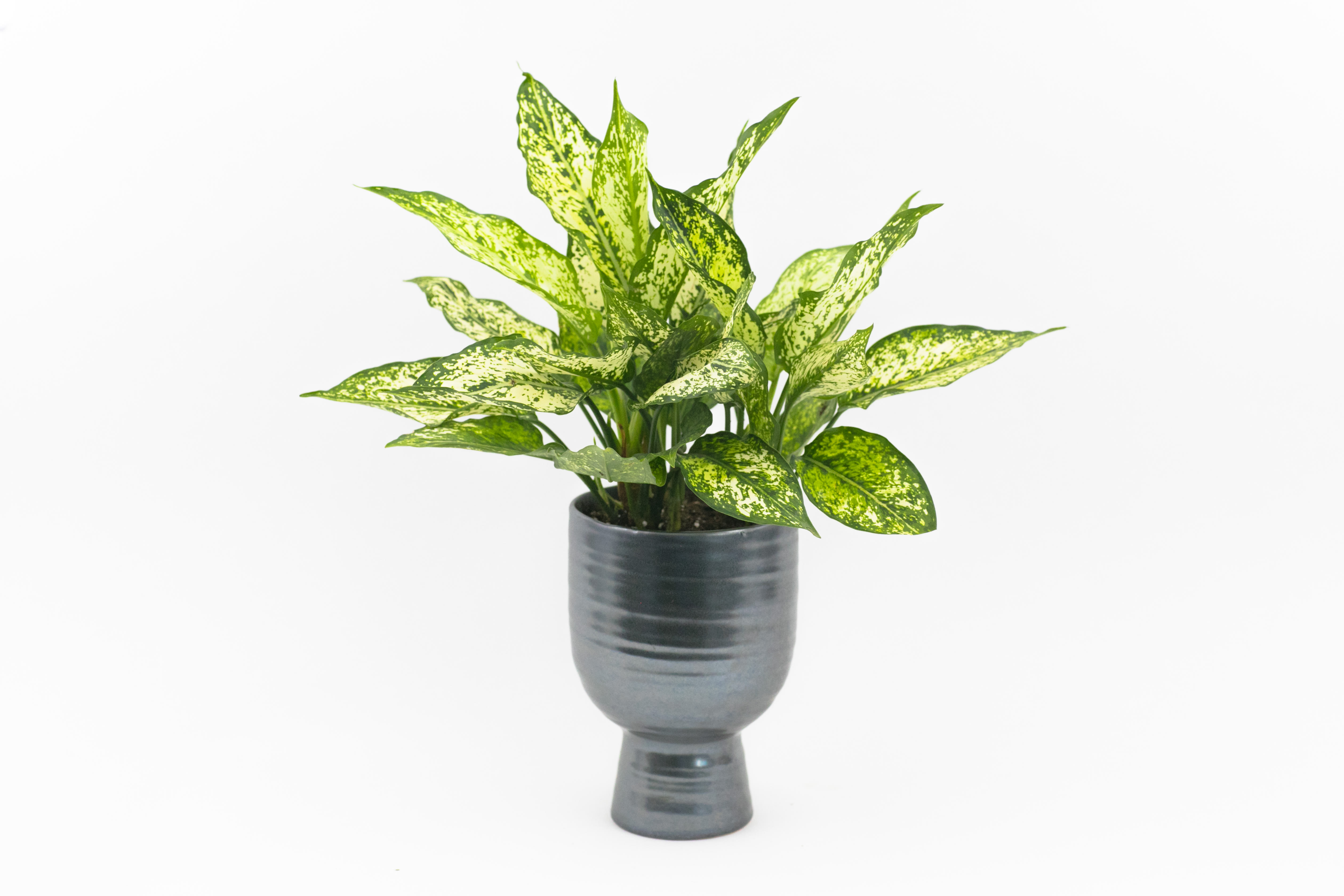 Aglaonema First Diamond Plant Live Plant In San Francisco Ca Sol Ambiance,Cooking Prime Rib Roast On Rotisserie Barbecue
