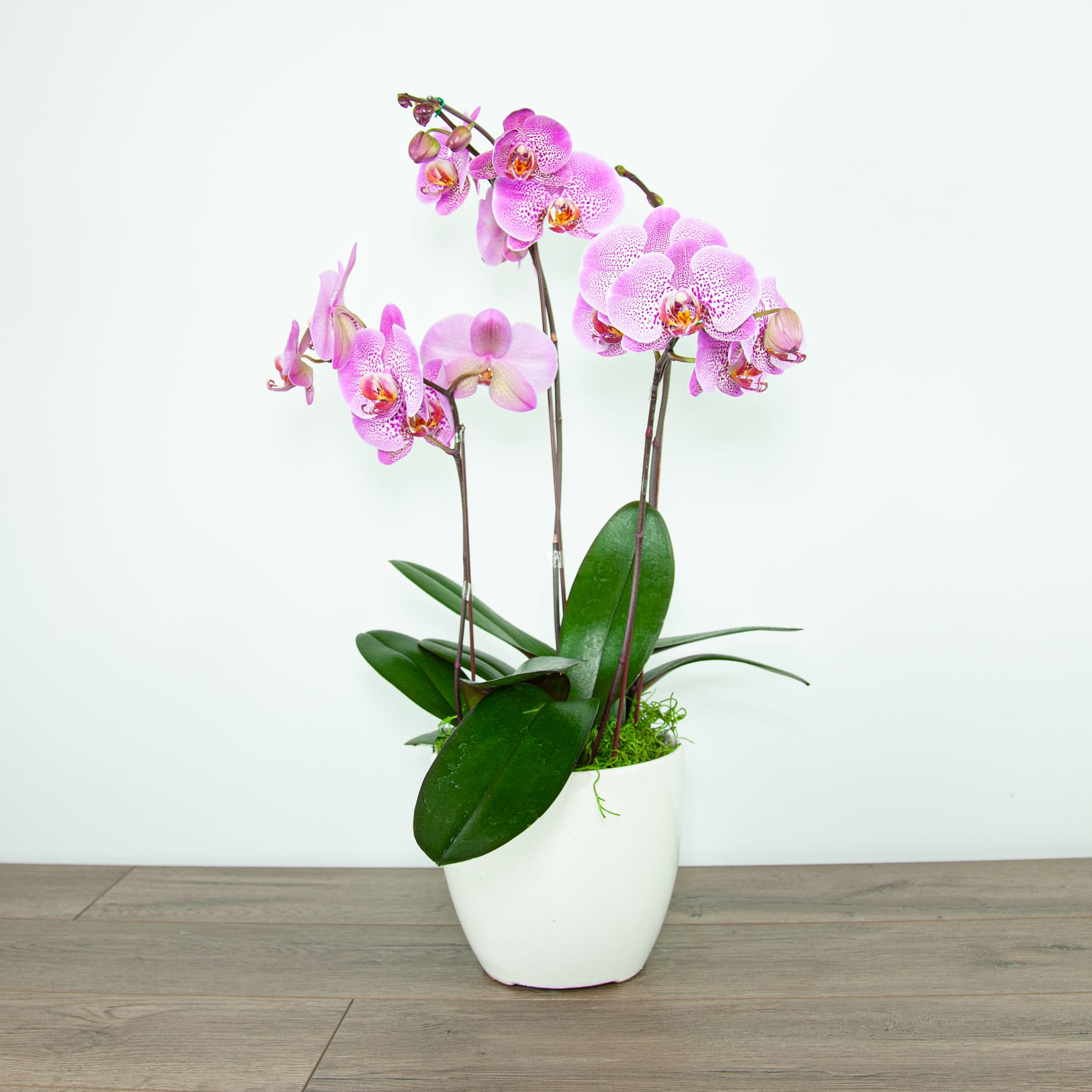 Soft Purple Potted Orchid Exp 80 In Placentia Ca Expressions Florist
