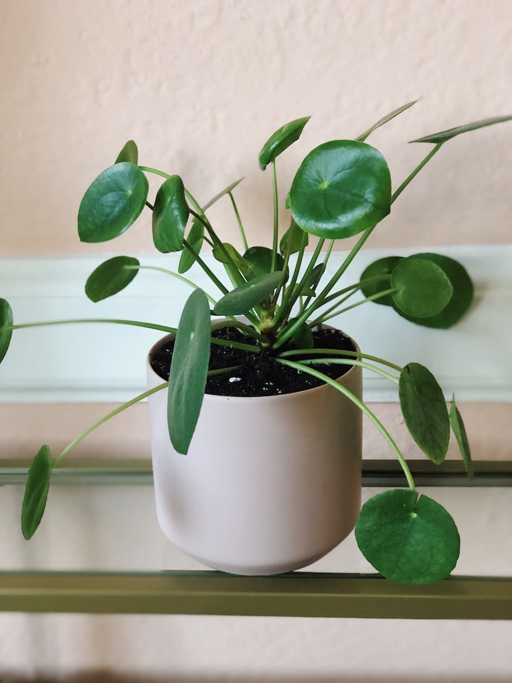 chinese money plant in kendall pot in Morristown, NJ Colly Flowers