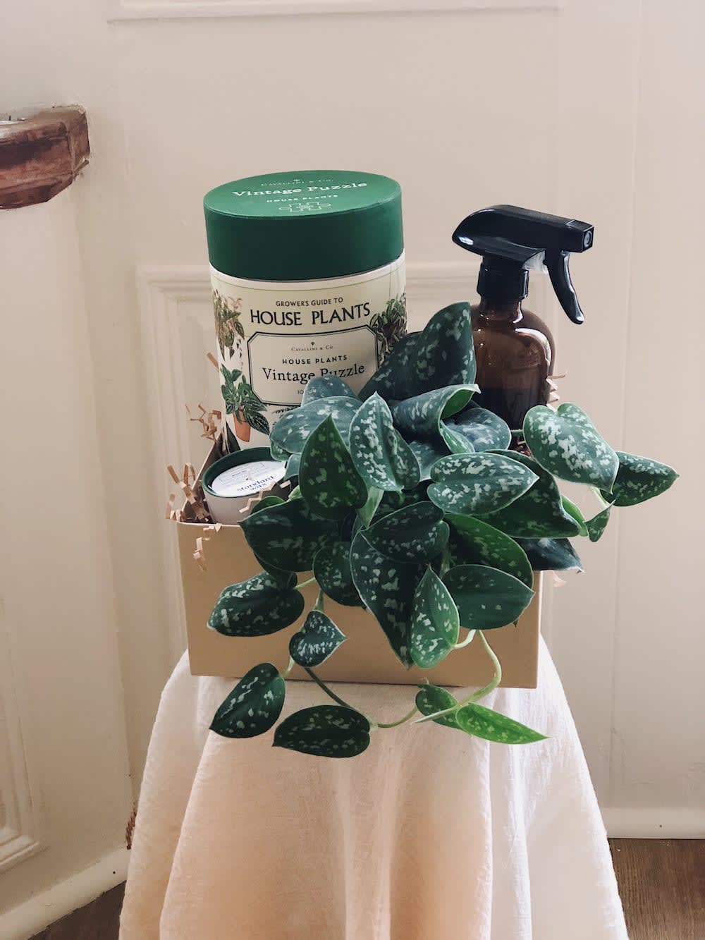 houseplant gift box in Morristown, NJ Colly Flowers