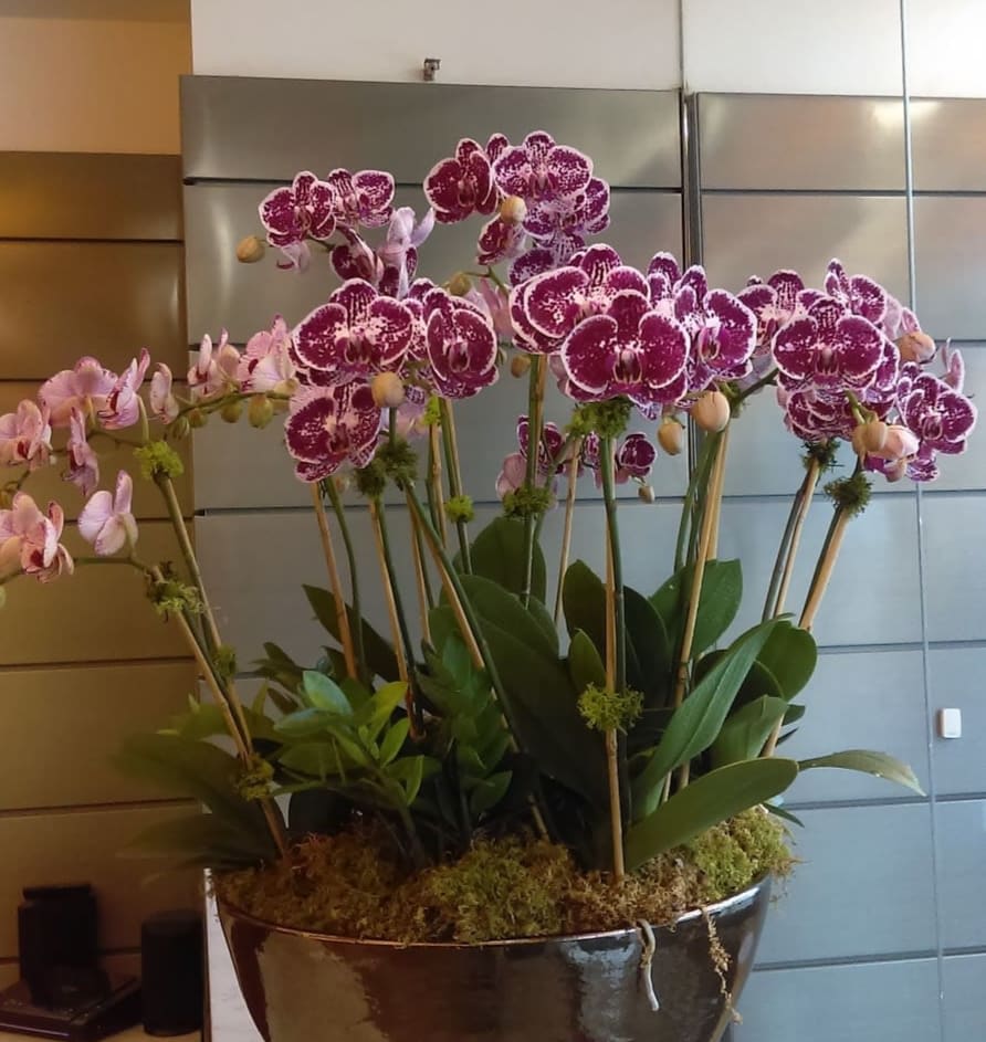 Large Orchid Garden In Philadelphia Pa Nature S Gallery Florist Inc
