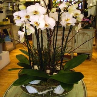 Orchid Garden By Nature S Gallery Florist Inc