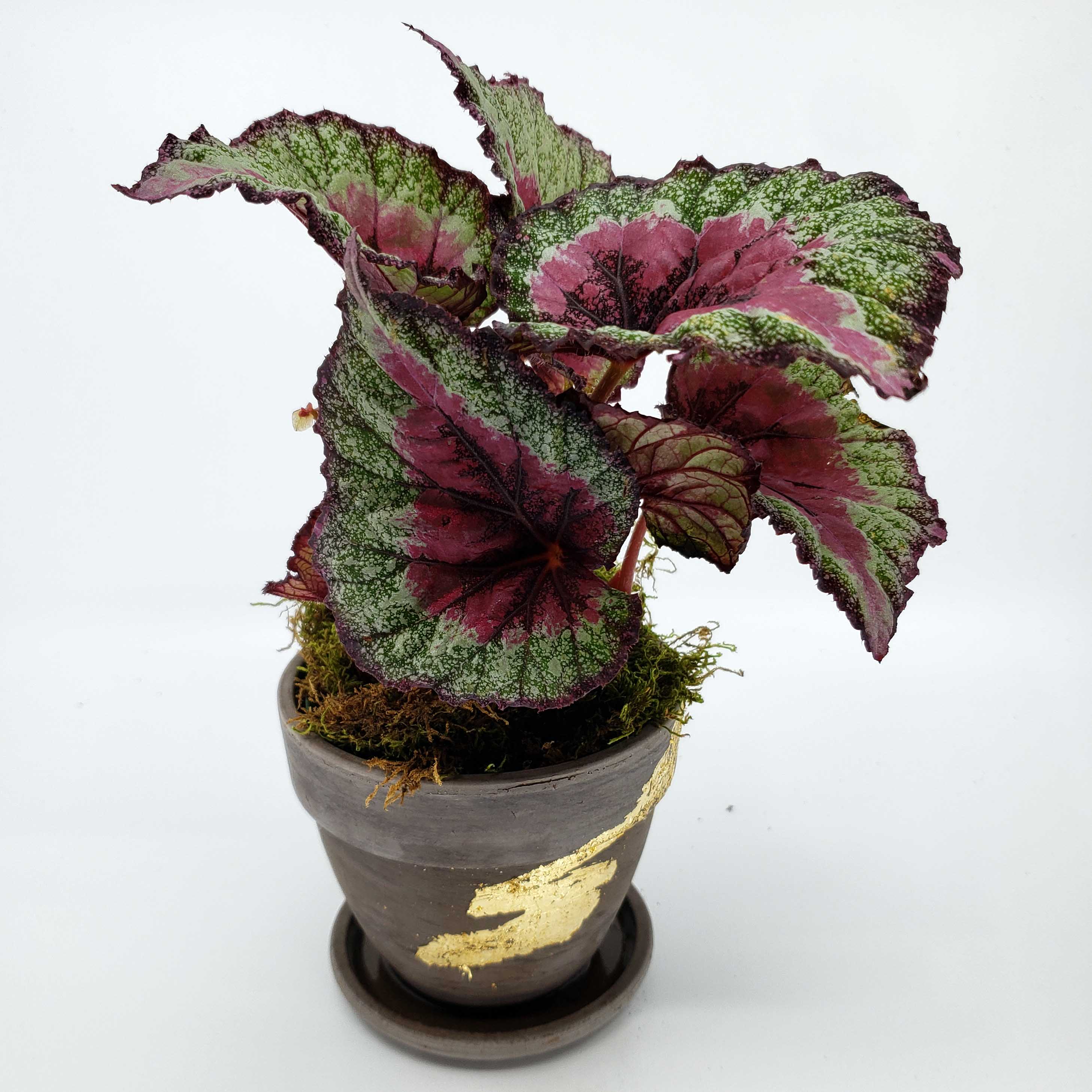 Rex the rex begonia! in Centennial, CO Denver Plant