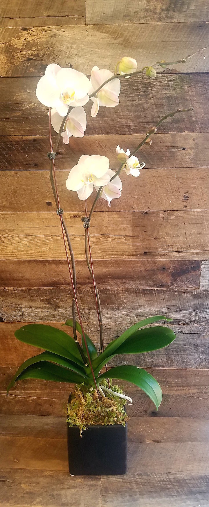 White Double Stemmed Orchid In Boston Ma Back Bay Florist