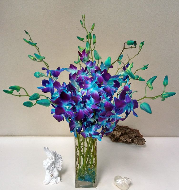 Blue Bom Orchid Special By Weathers Flower Market