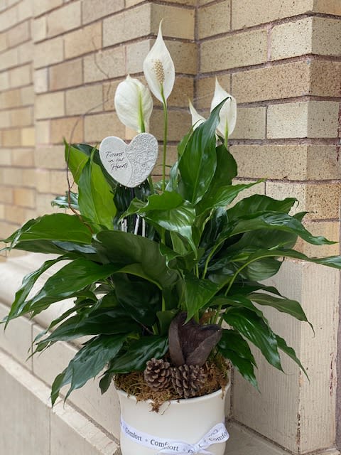 The Comfort Planter Deluxe In Stanley Wi Ele S Flowers