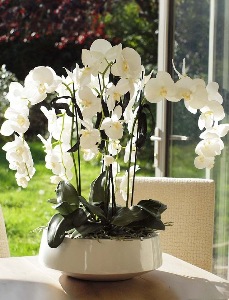 Orchids Galore In Southampton Ny Dutch Petals Inc