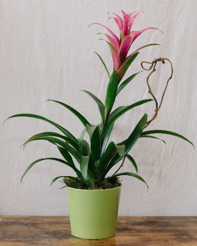 Blooming Bromeliad In Berkeley Ca Lee S Florist Nursery