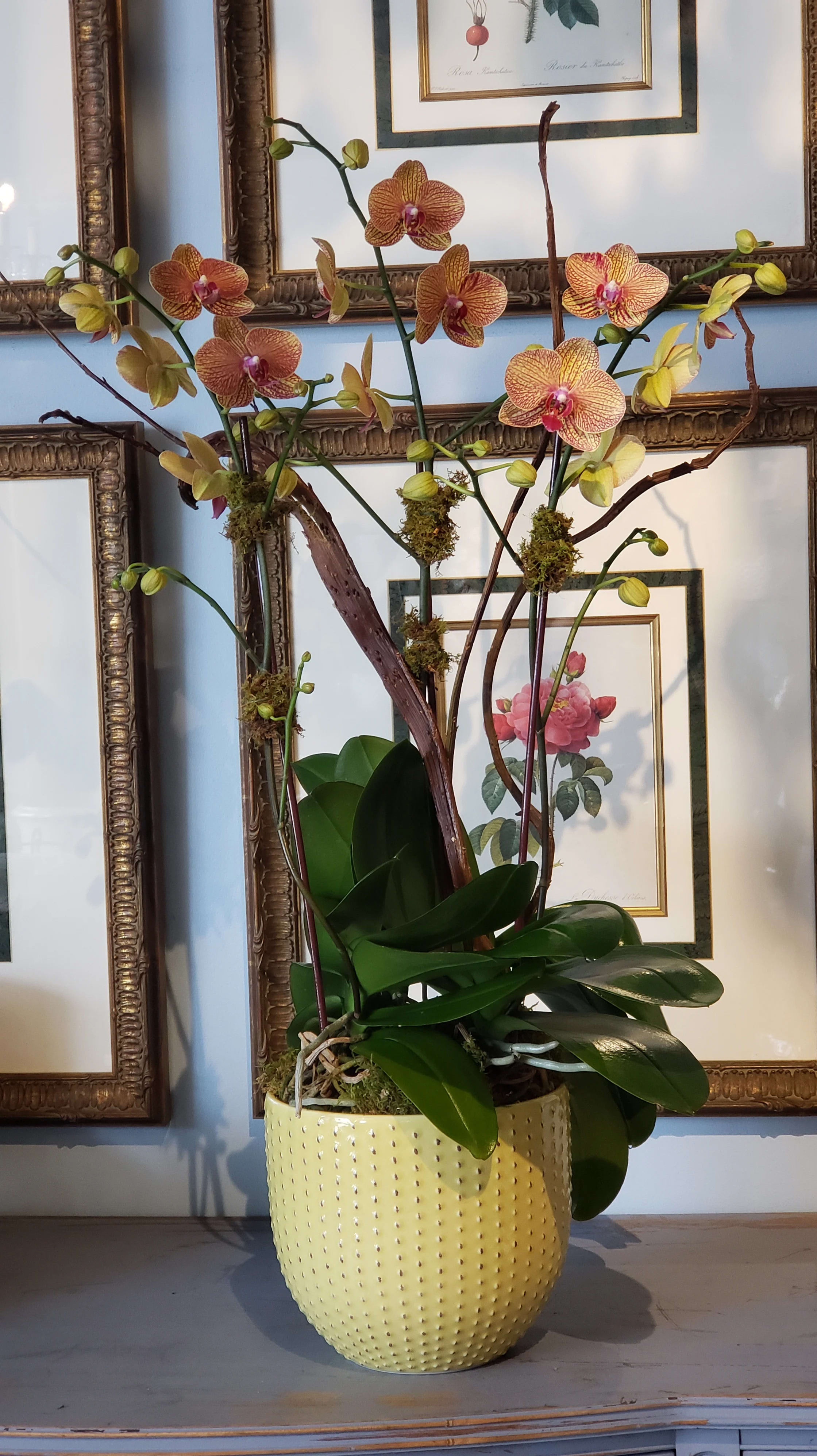 Kaleidoscope Orchids In West Palm Beach Fl Belden S Florist