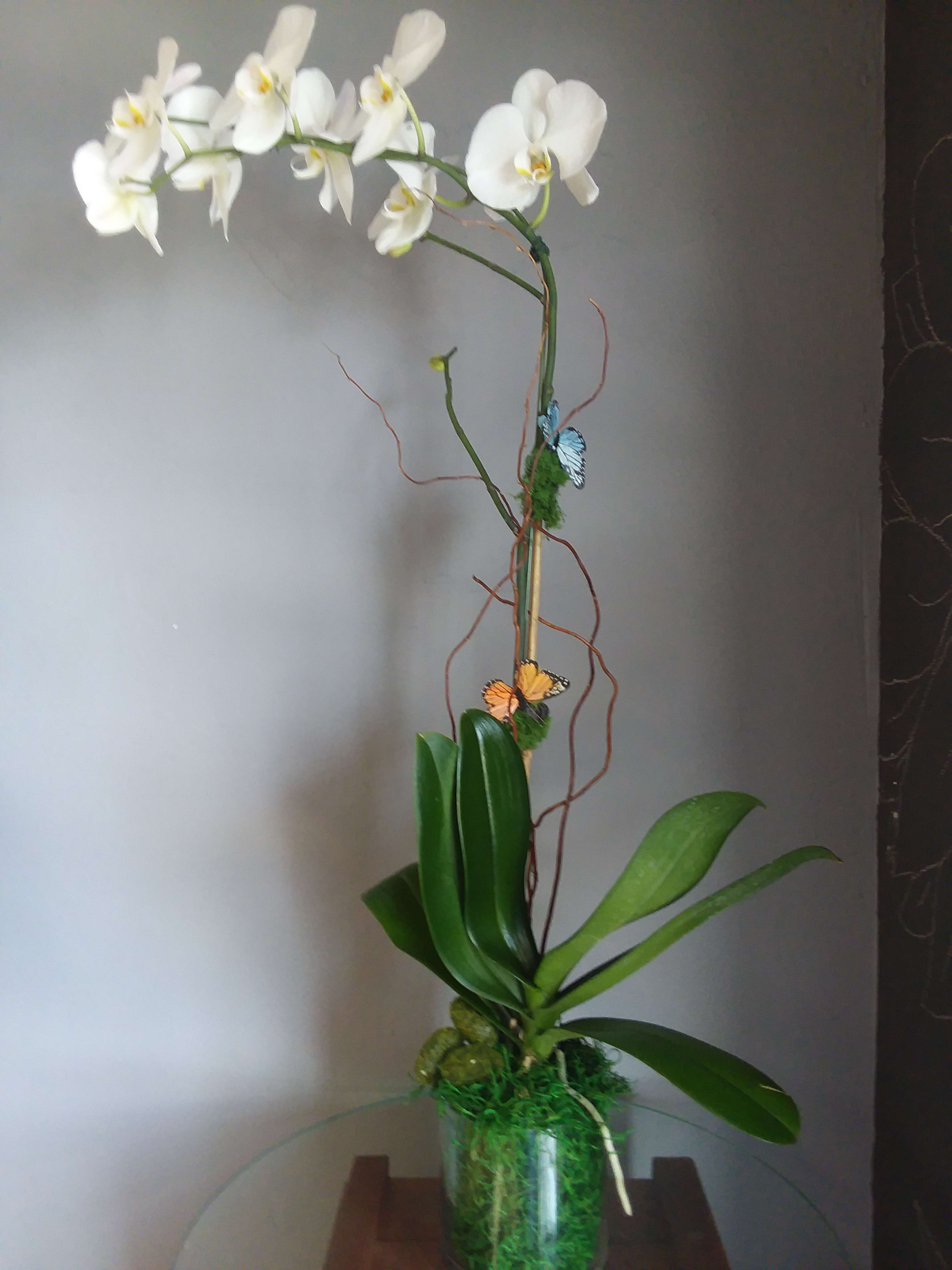 Phalaenopsis Orchid Plant In Orange Ca The Dizzy Daisy