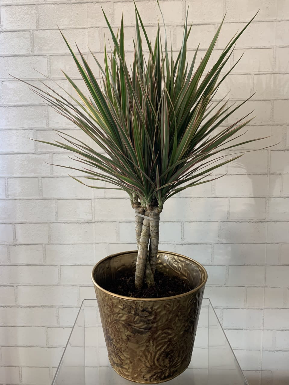 6&quot; Braided Dracaena in Lincoln, NE House of Flowers