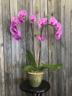 Dessa S Orchid In Sugar Land Tx Flowers By Adela