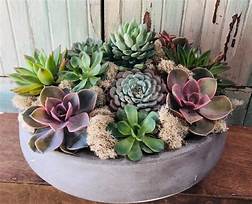 Lily Pad Deluxe Succulent Planter In Hermosa Beach Ca Lily Pad Floral Design