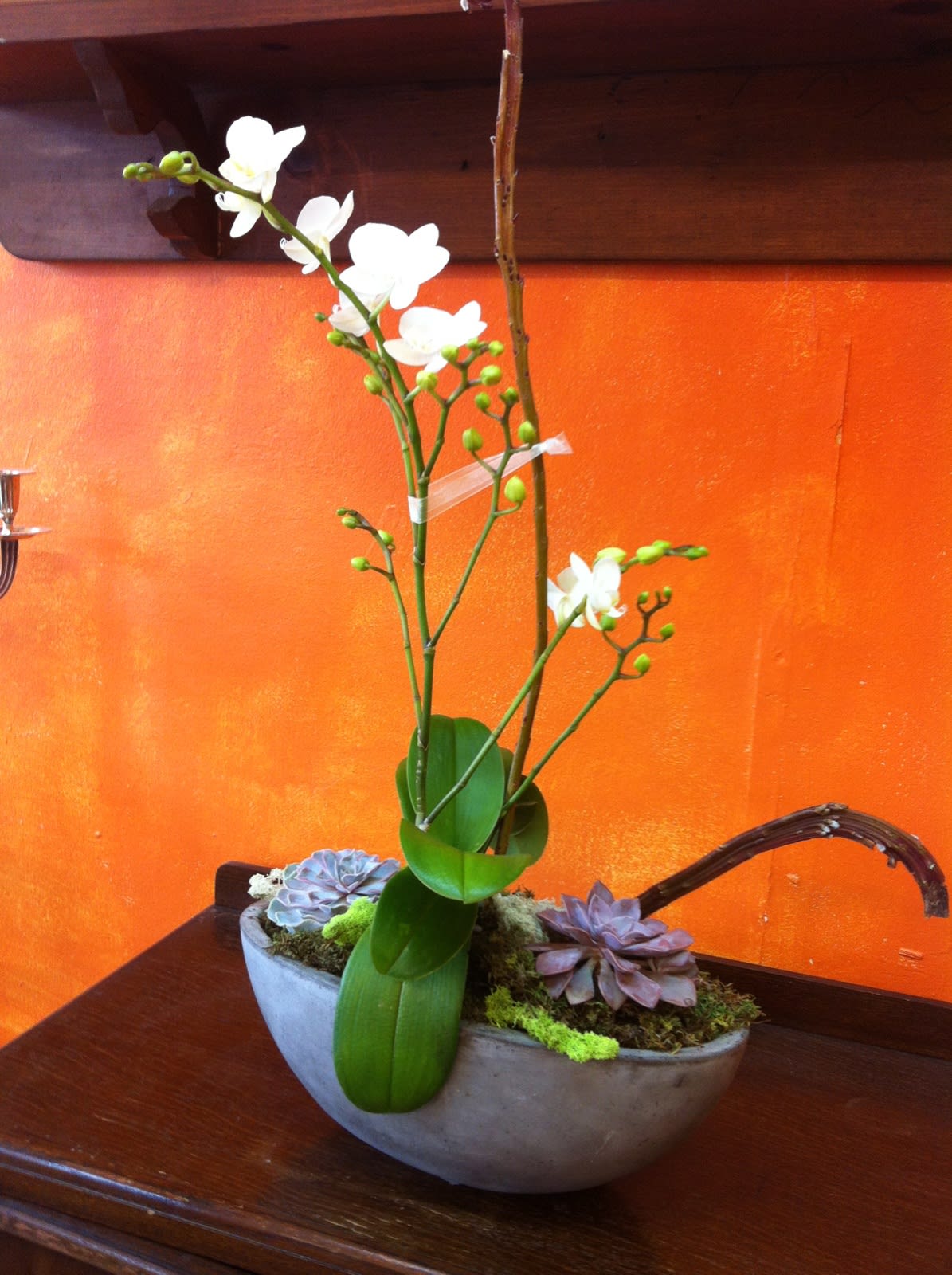 Orchid Plant In Kingston Ny Petalos Floral