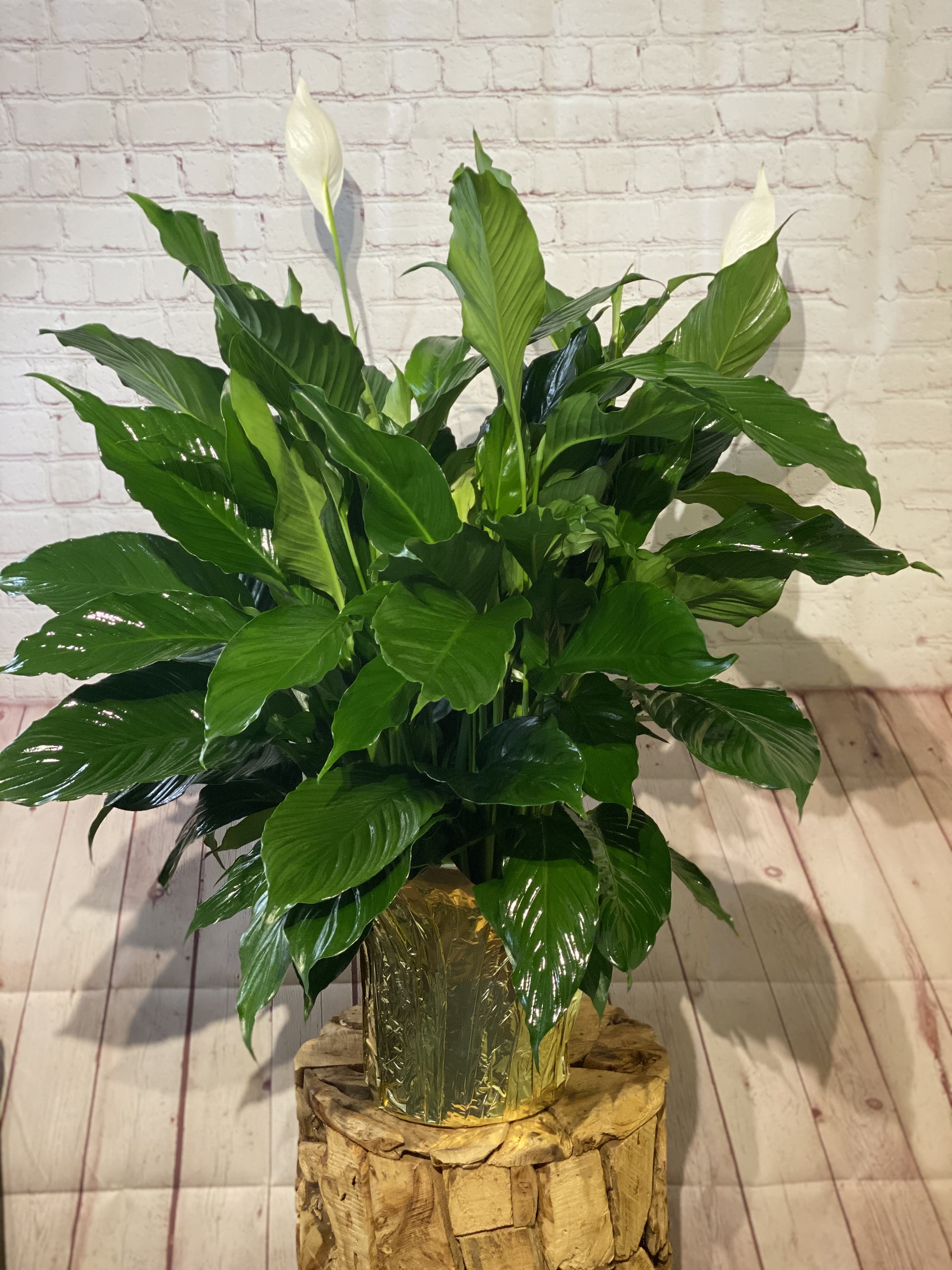Large Peace Lily in Chicago, IL Leo's Metropolitan Florist