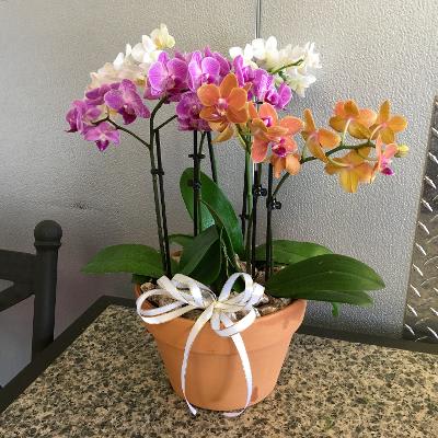 Triple Orchid Garden In Tempe Az Campus Flowers