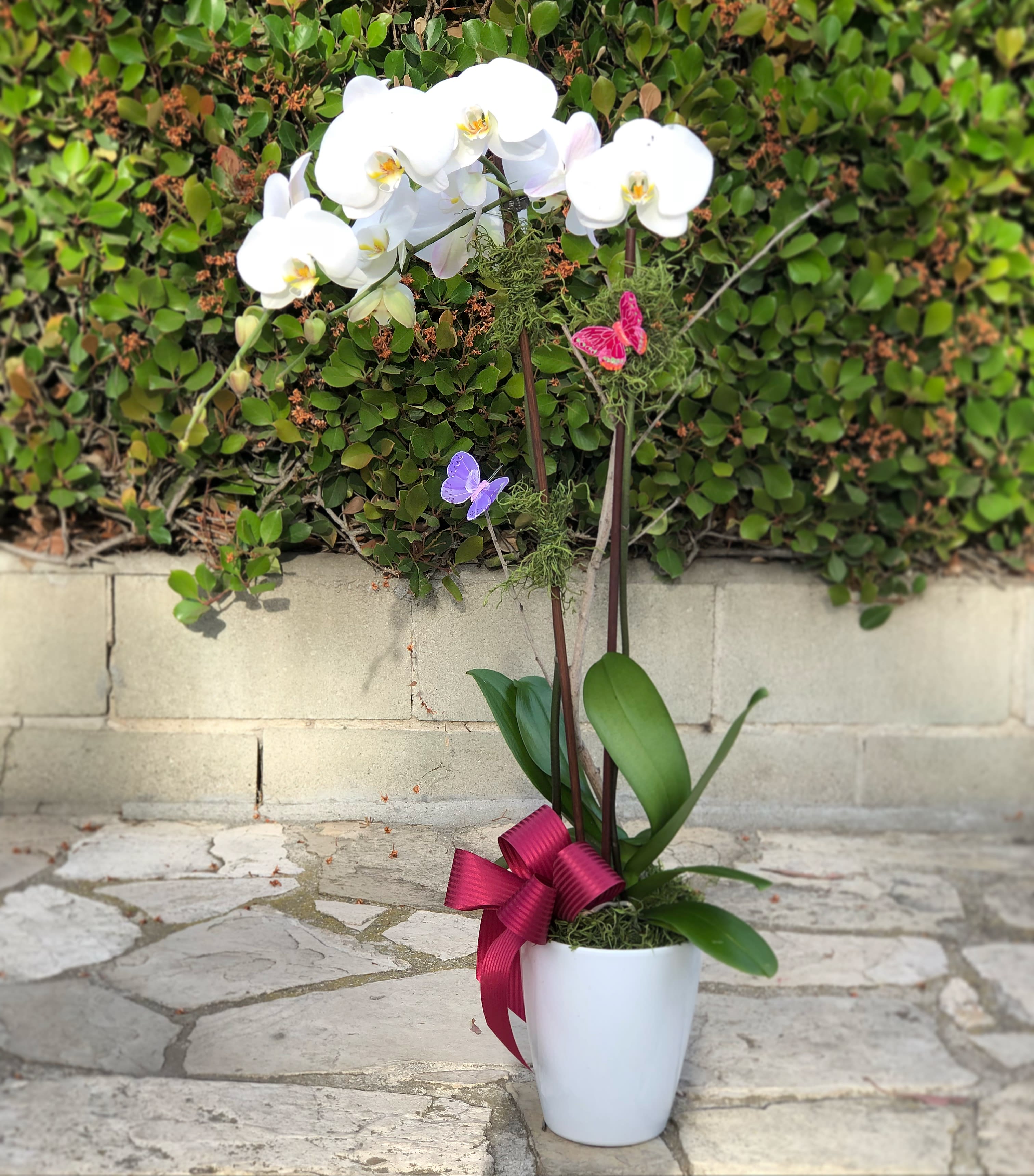 Orchids And Butterflies By Westwood Flower Shop