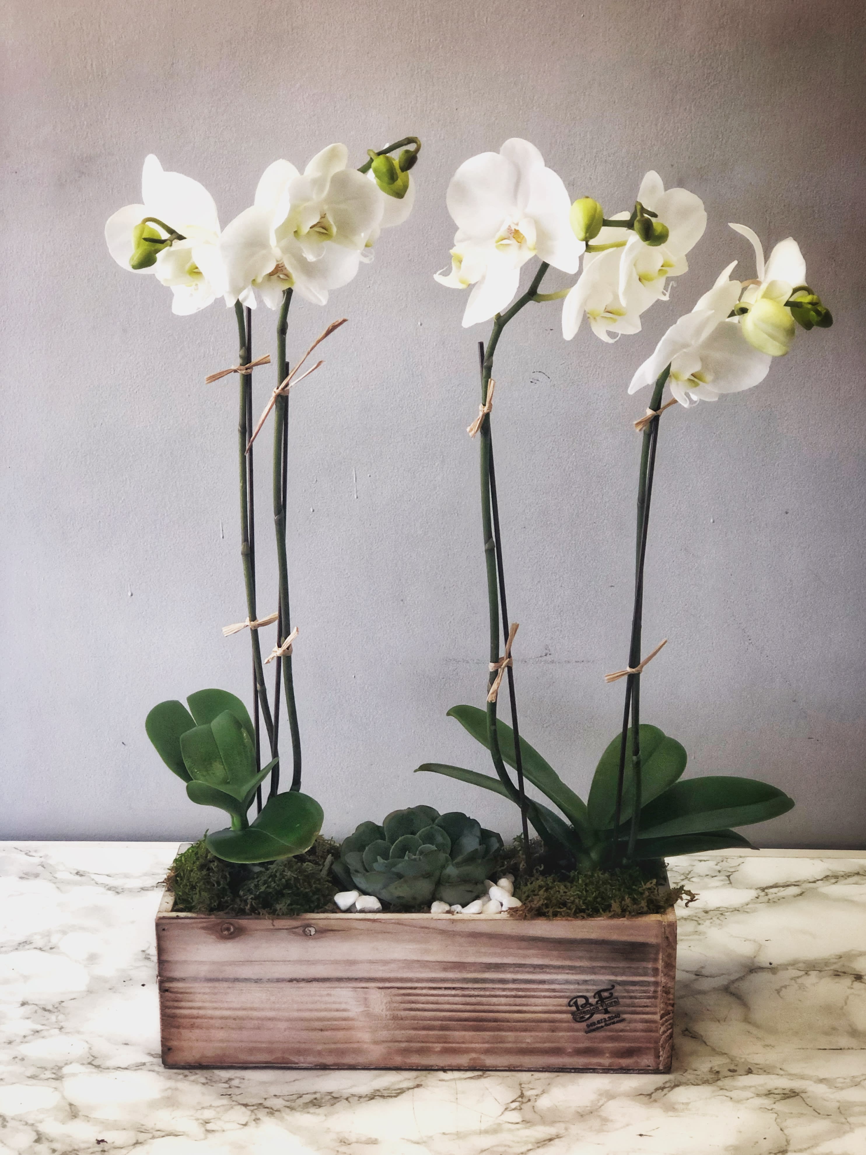 Orchids In A Row In Corona Del Mar Ca Botanica Floral