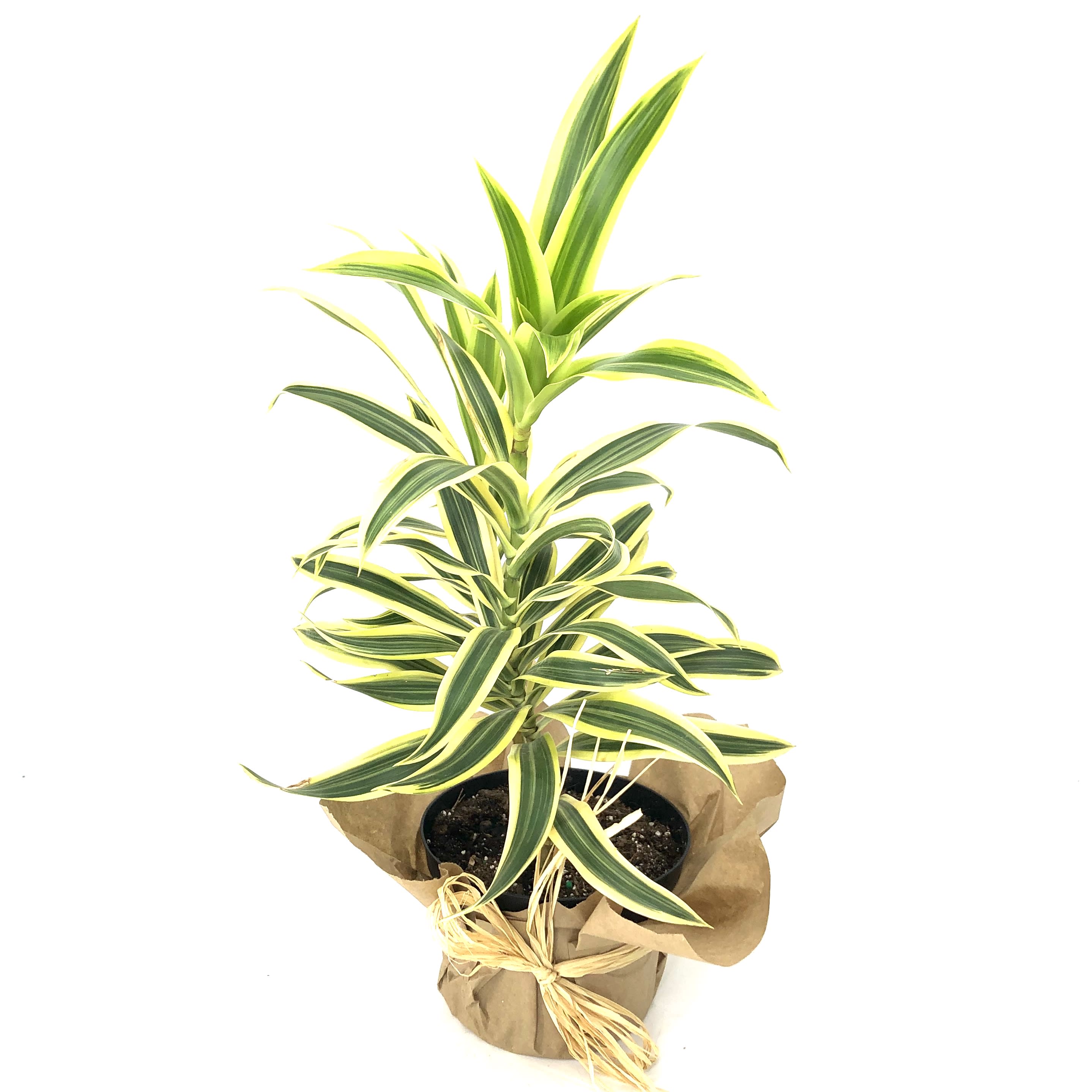 Dracaena reflexa in Washington, IL | Le Fleur Floral Design