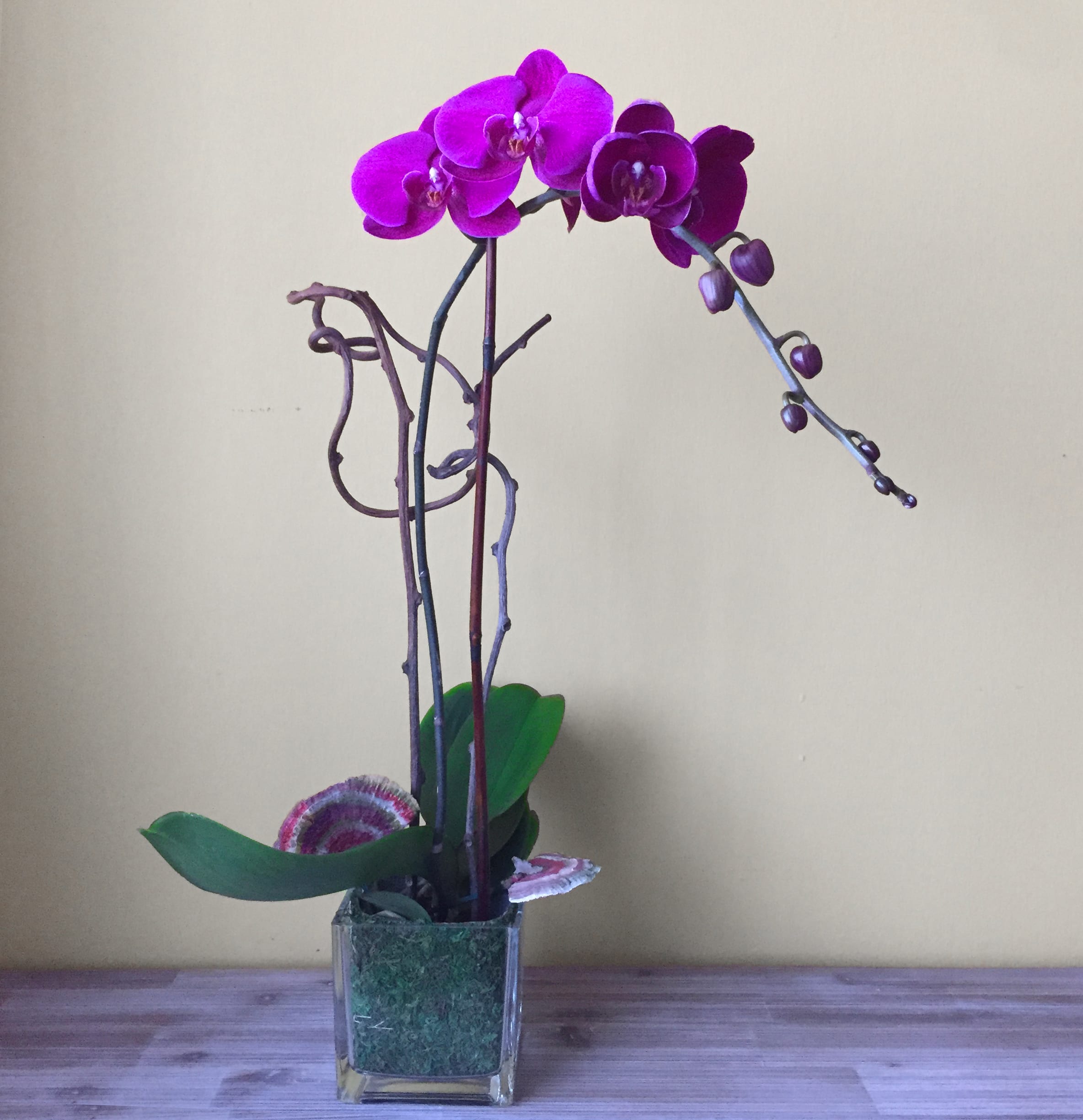 Purple Orchid Plant By Shoots And Blooms Of D C