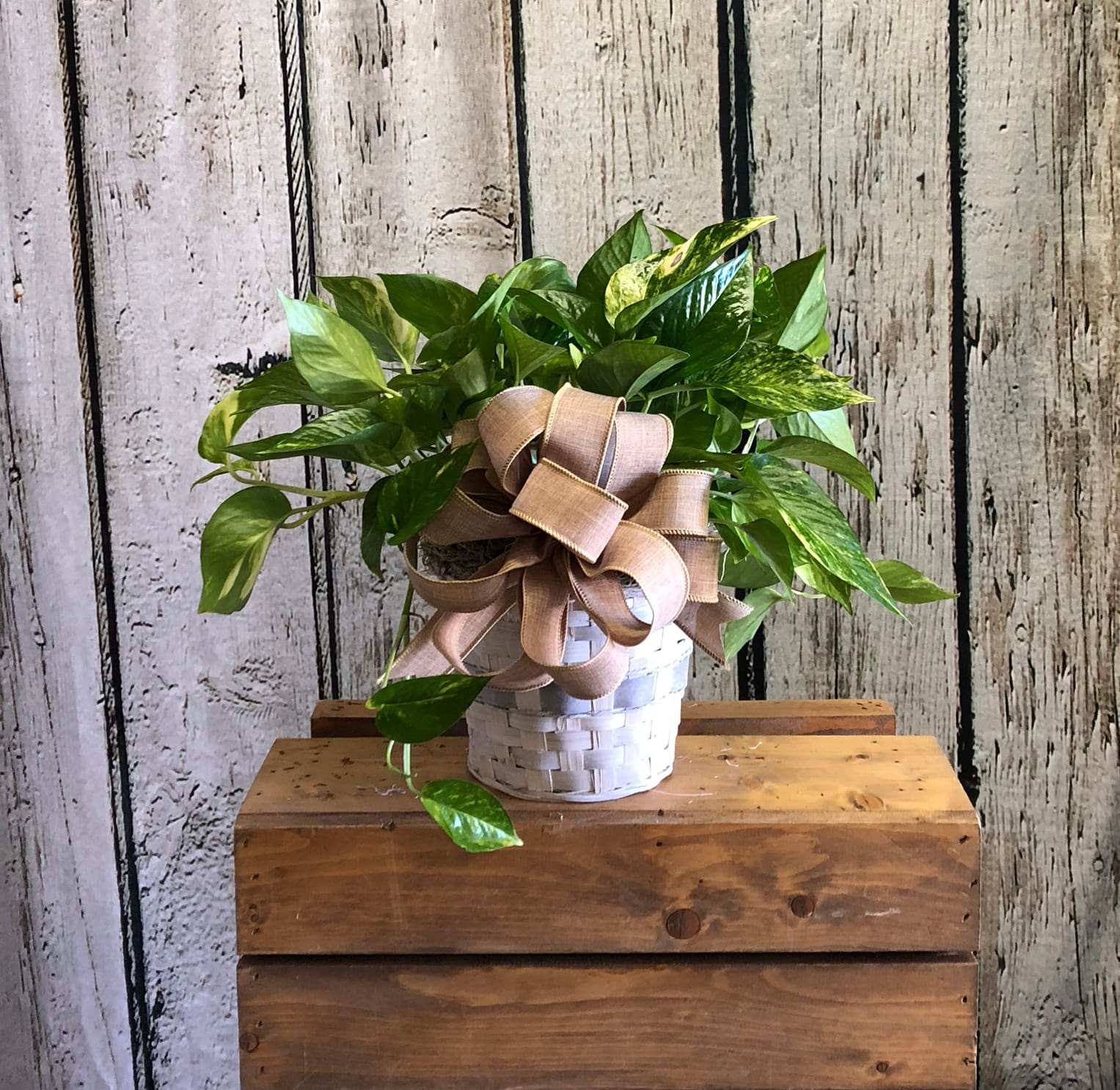 Our Choice of Green Plant 6" Pot in Odessa, TX | Arlene's Flowers and Gifts