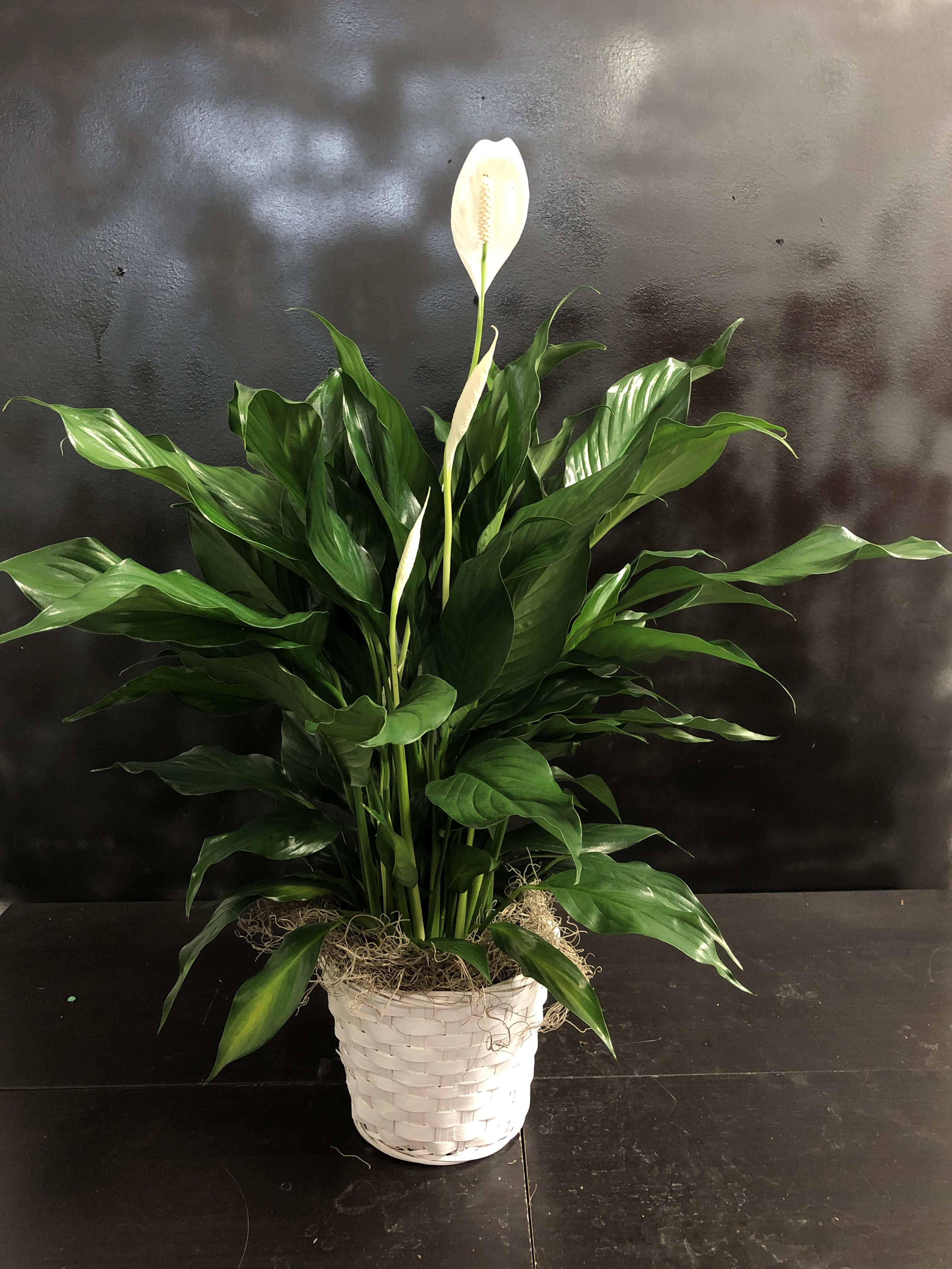 Small Peace Lily in Millville, NJ Colonial Flowers