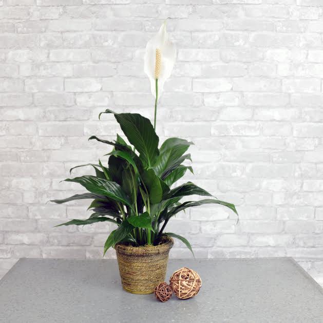 Single Peace Lily in Studio City, CA | Dee's Flowers