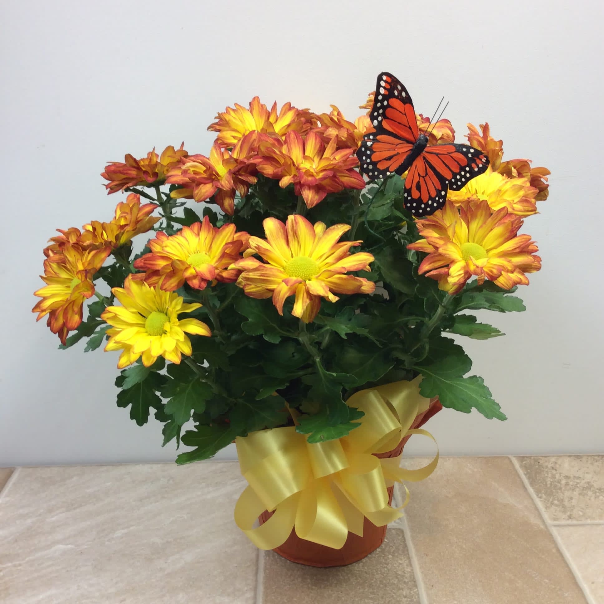 Pelee Indoor Mum in La Crosse, WI Cottage Garden Floral