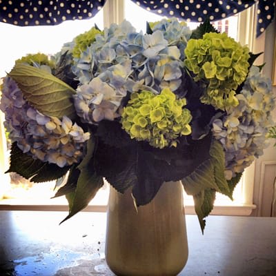 Hydrangeas In Belmont Ma Paradise Flowers