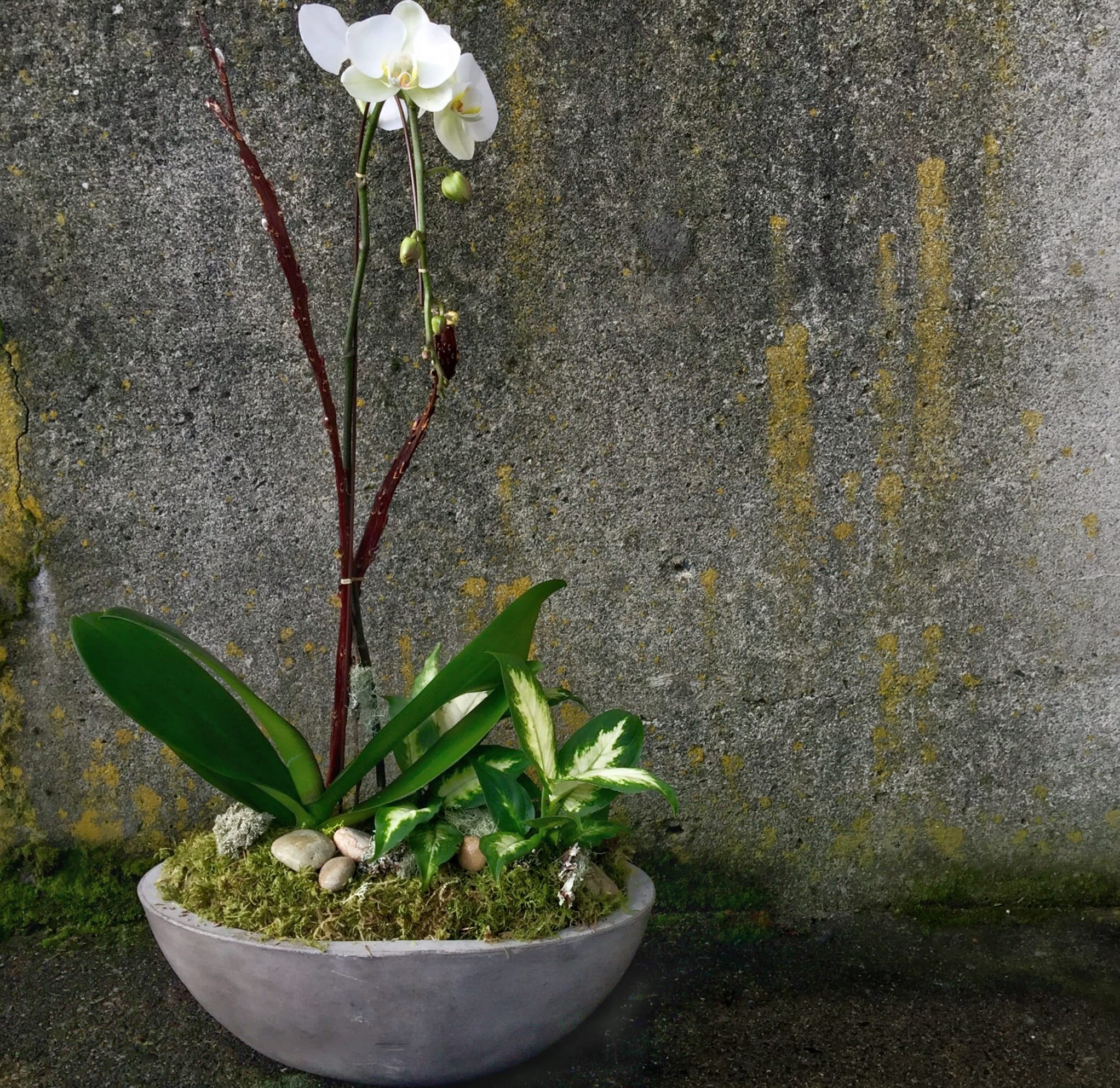 Phalaenopsis Orchid With Green Plants In Seattle Wa Fiori Floral Design