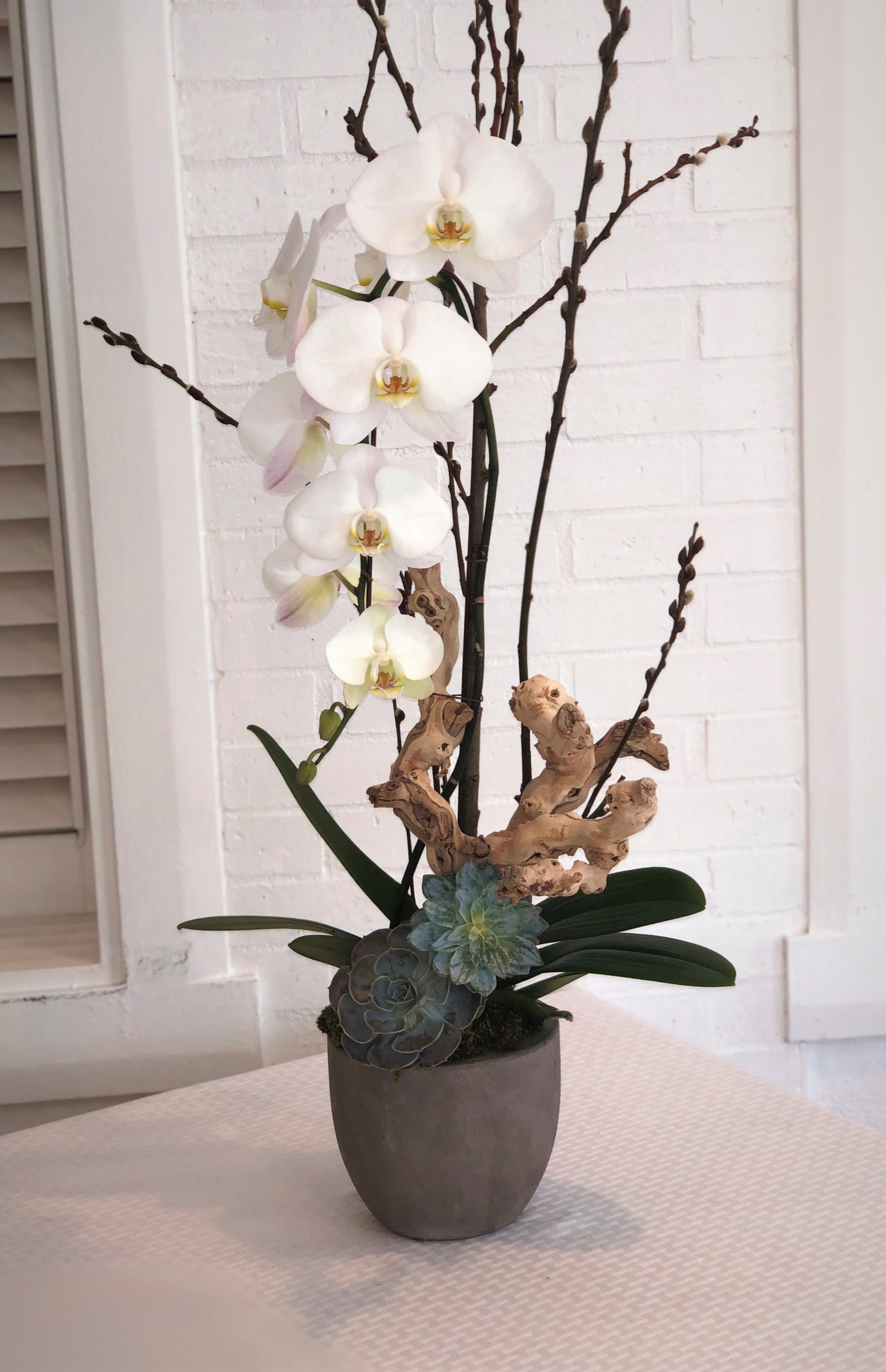 Premium White Phalaenopsis Orchid Plant In Las Vegas Nv A Garden Floral