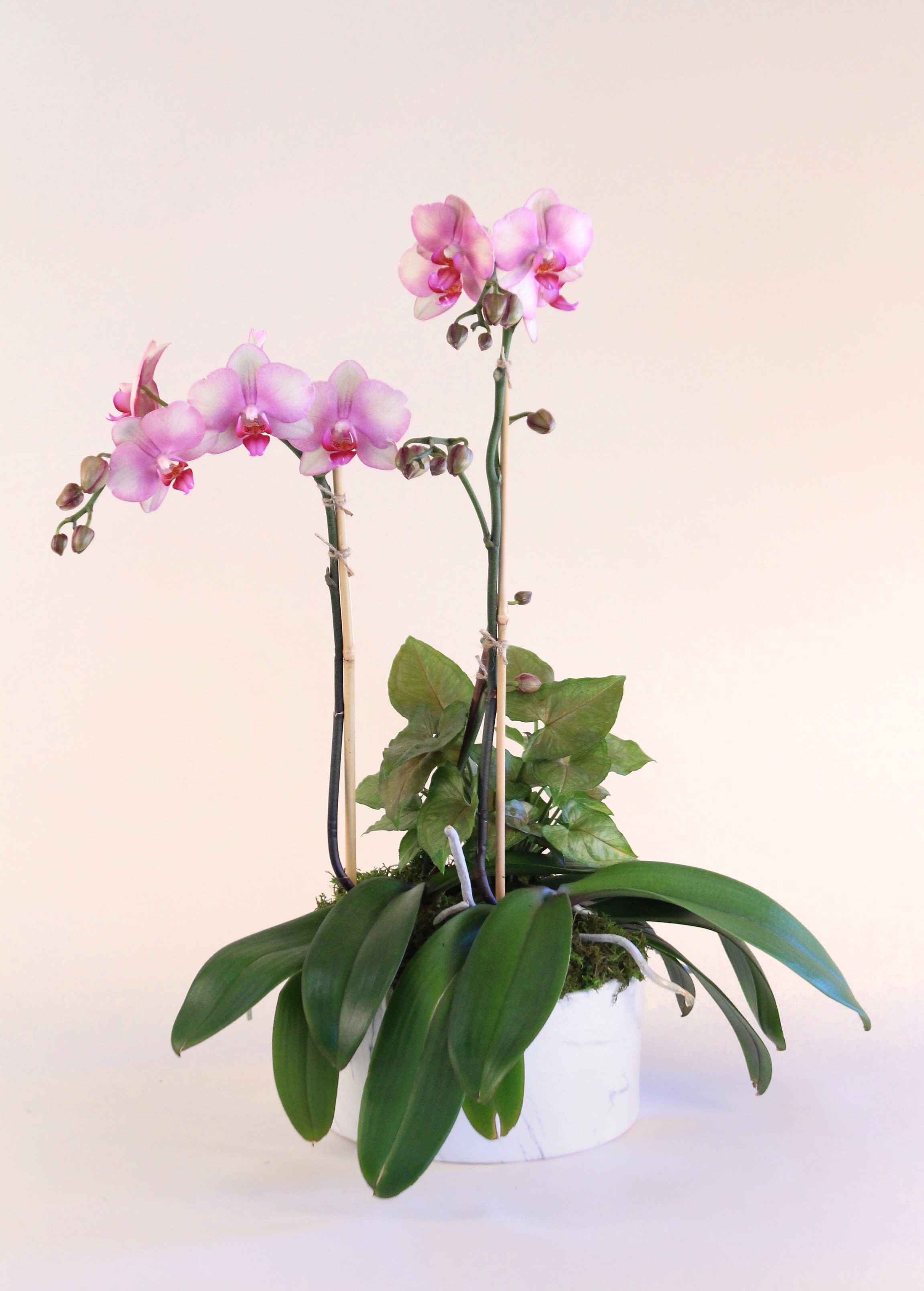 Pair Of Phalaenopsis Orchid Plants In Arcadia Ca Mds Florist