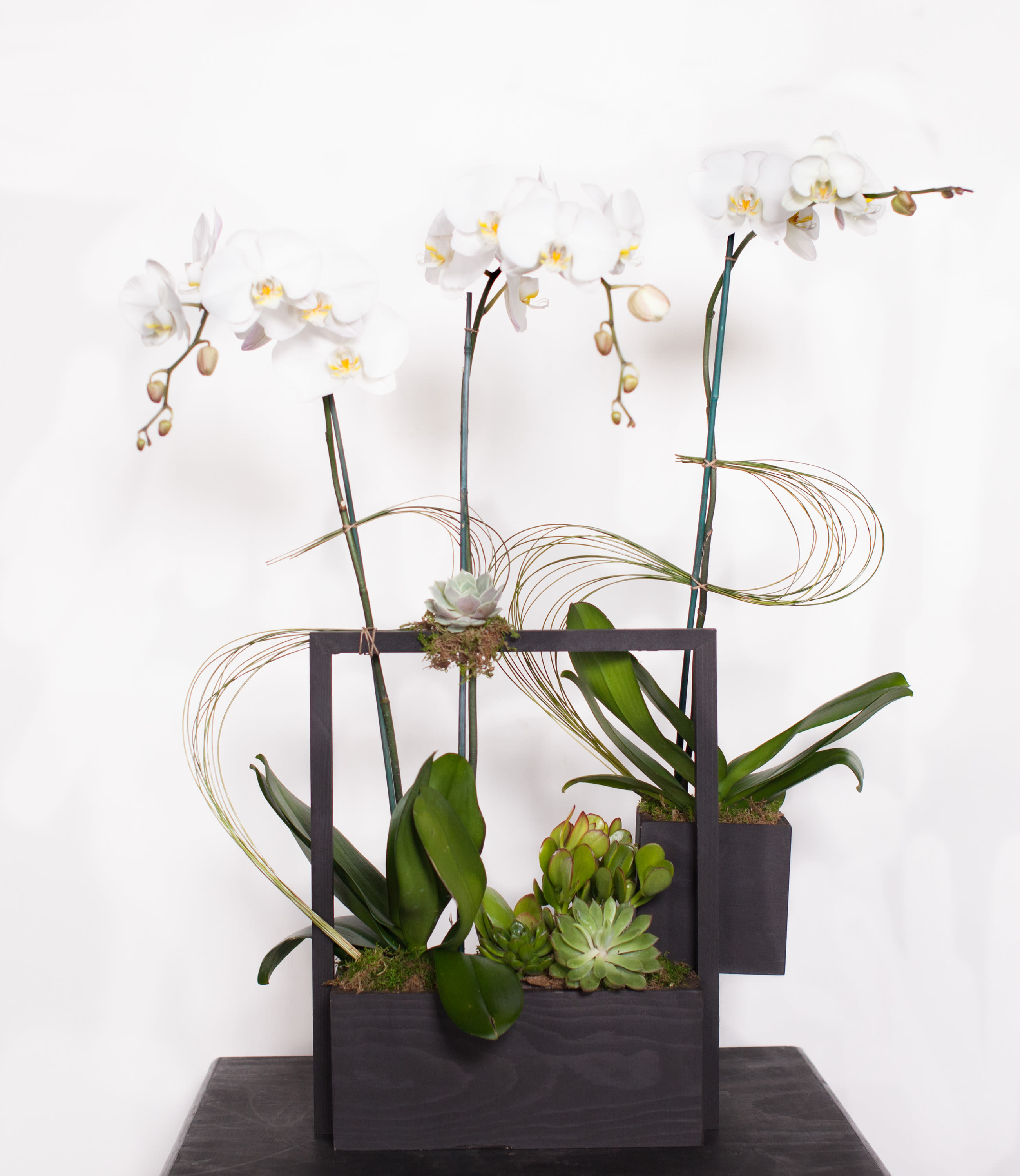 Triple Orchid Planter In Los Angeles Ca Cj Matsumoto Sons