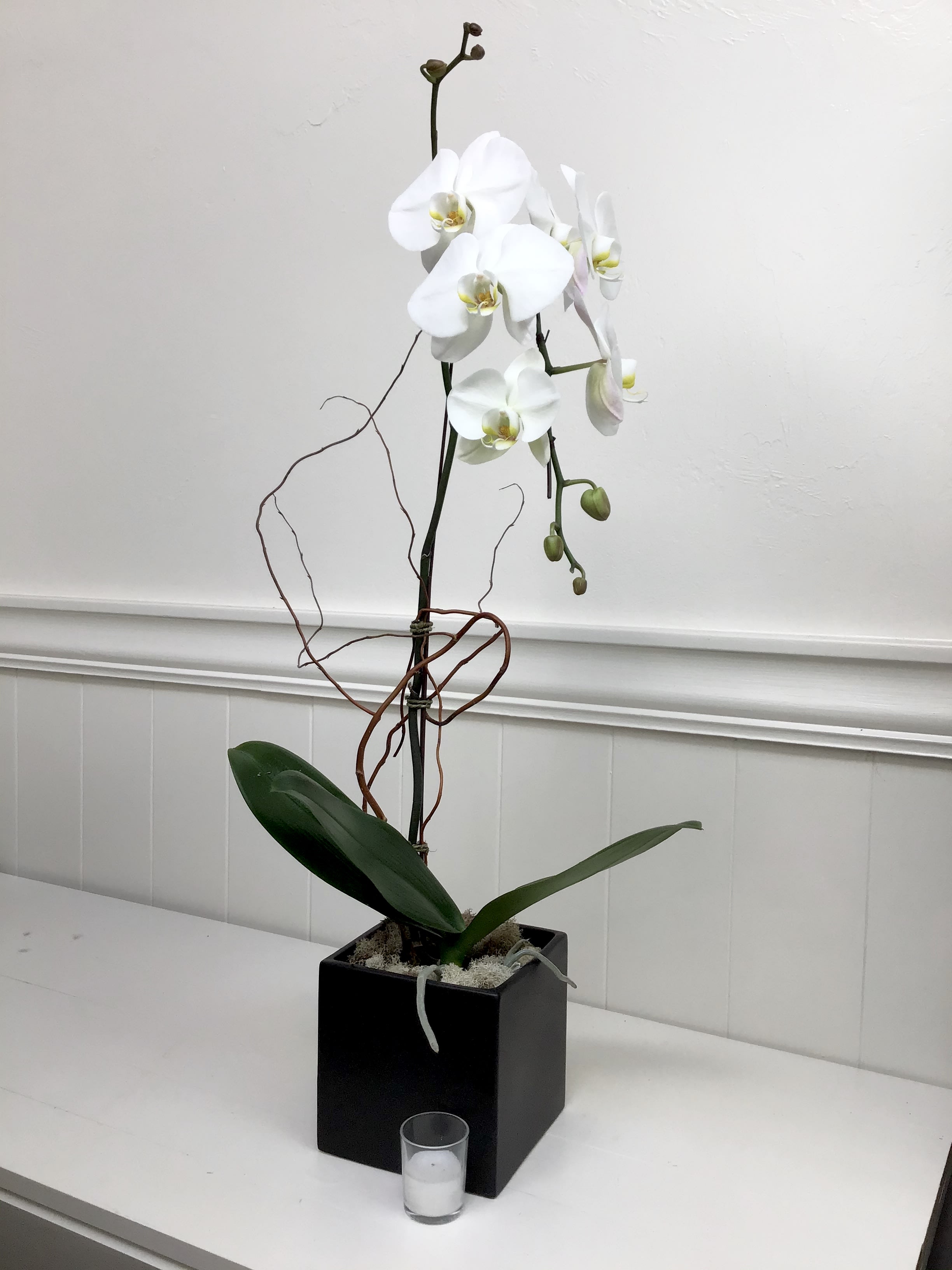 Download White Butterfly Orchid- Black Pot in Seattle, WA ...