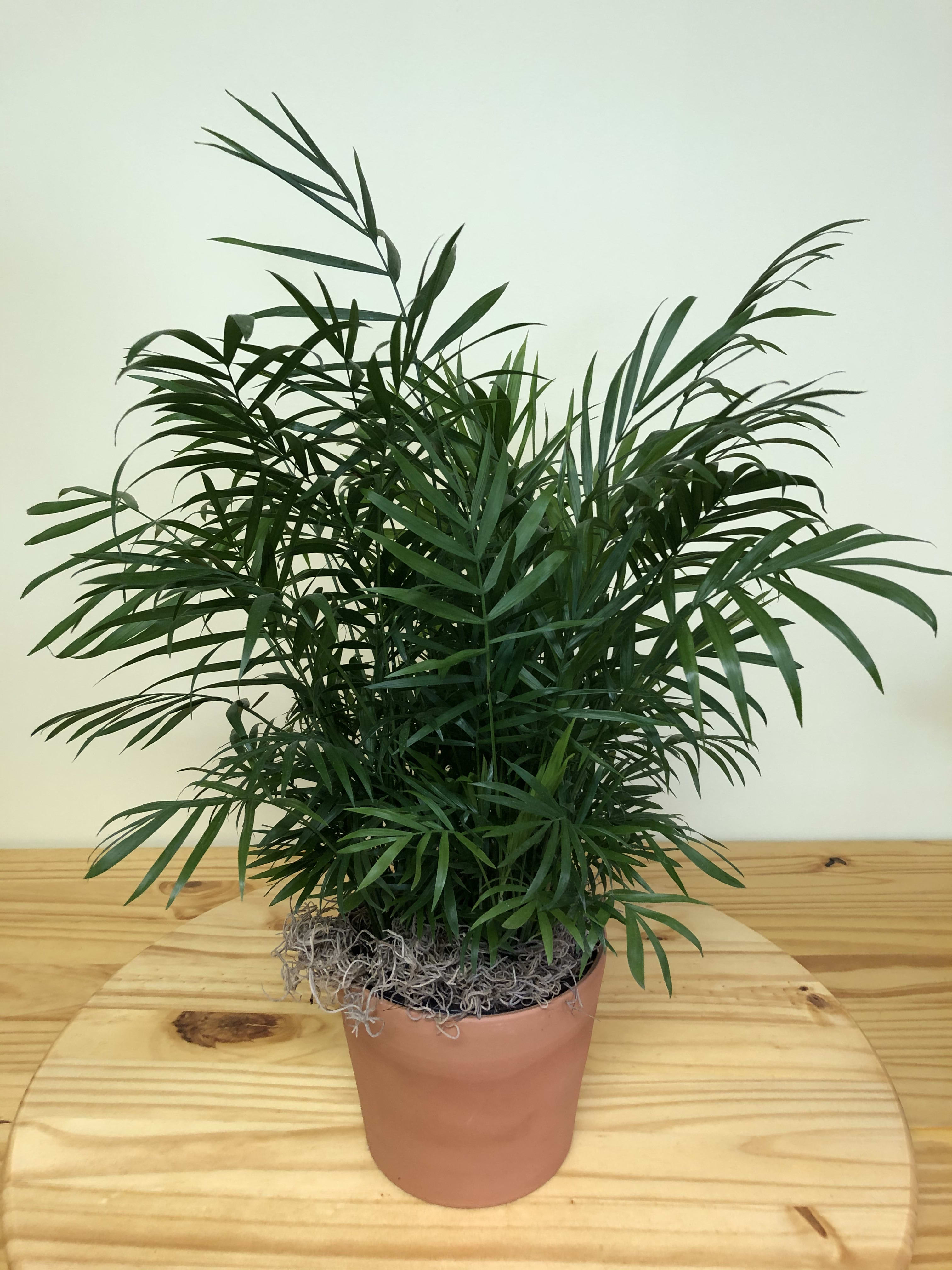 Air Purifying Plants in Appleton, WI Evergreen Florist