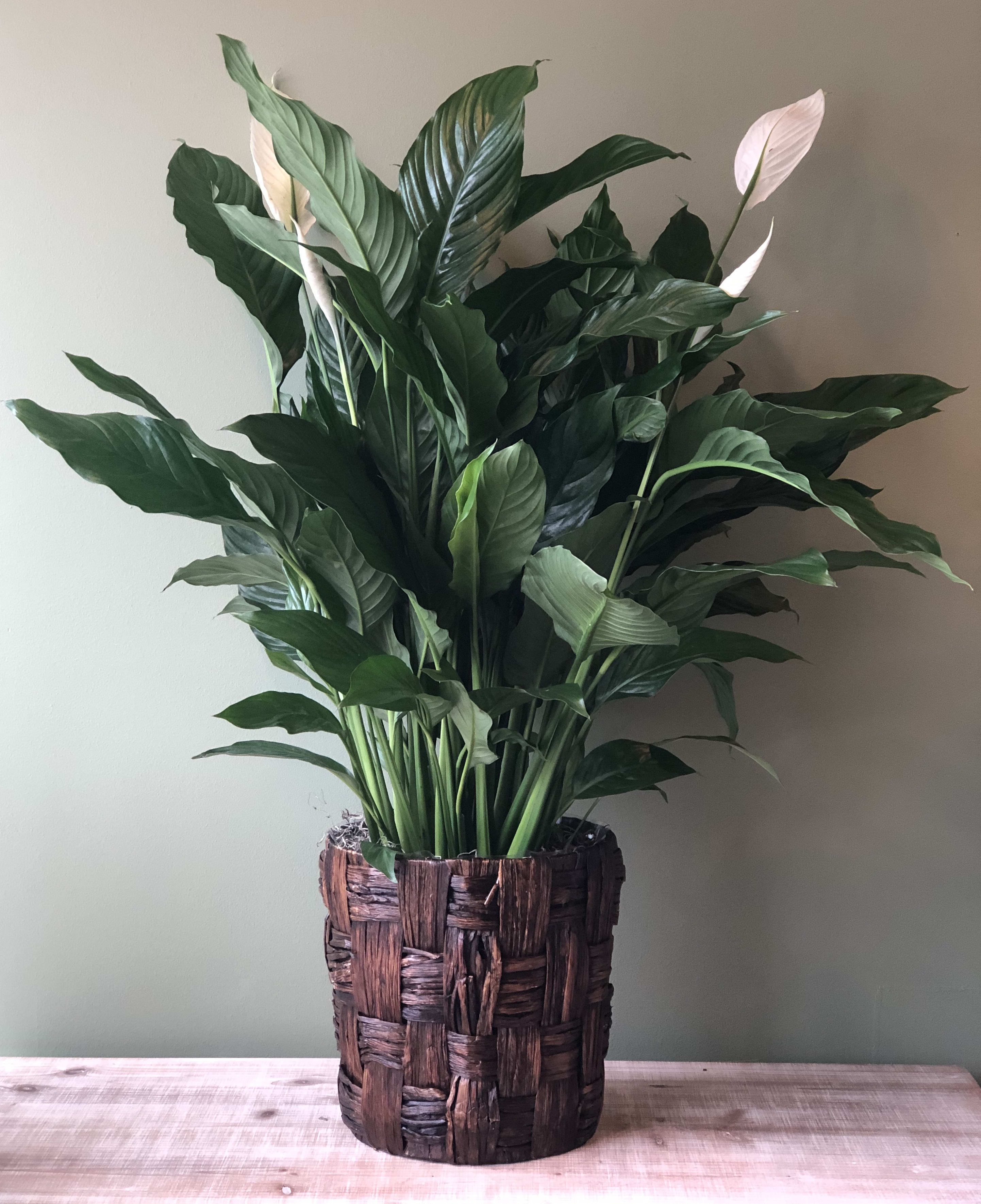 spathiphyllum Peace lily spathiphyllum graceful plant indoor