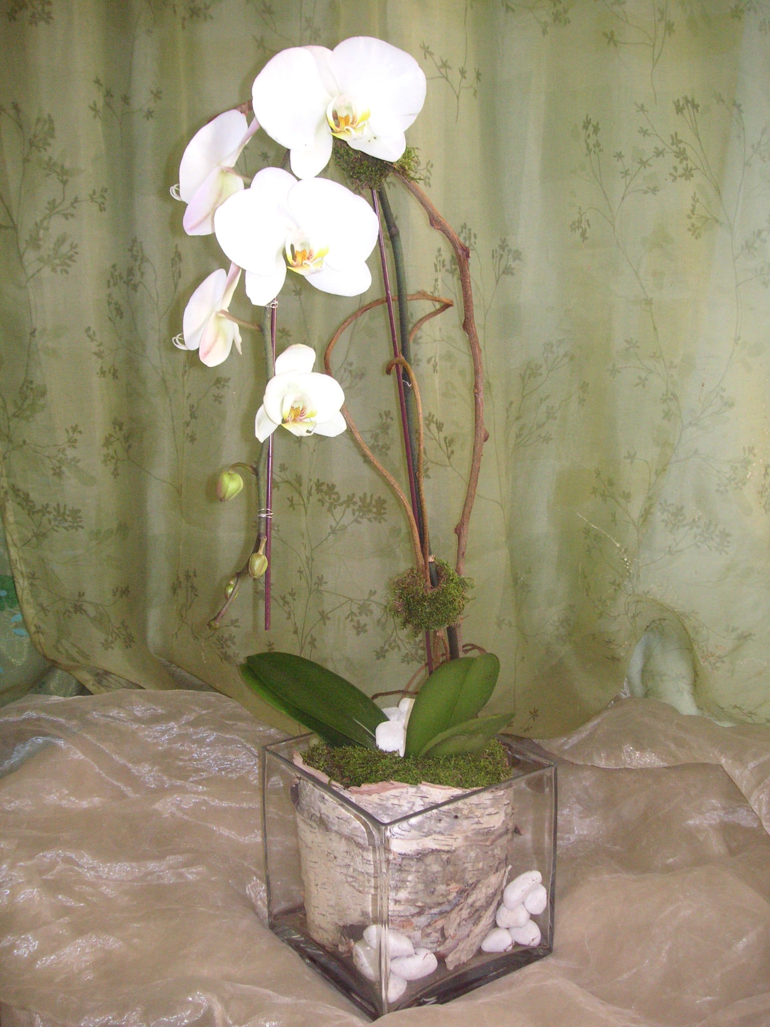 Cascade White Phal Orchid Plant With Birch Bark [Wfg404] by Westwood