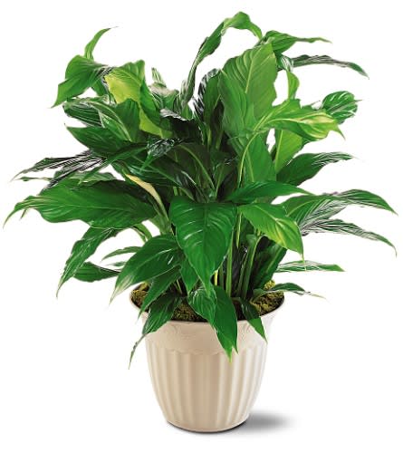 Peace Lily - Known as a &quot;Peace lily,&quot; this spathiphyllum plant with its dark green shiny leaves produces lovely white flowers all year. For use indoors.     One 8&quot; spathiphyllum plant arrives in a decorative pot. Approximately 21&quot; W x 33&quot; H 