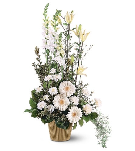 White Impressions White Impressions - With its striking array of white flowers, this arrangement will fill any room with the warmest impressions of all. One arrangement with white carnations, chrysanthemums, gerberas, Asiatic lilies, asters and snapdragons arrives in a classic container. Approximately 21" W x 37" H