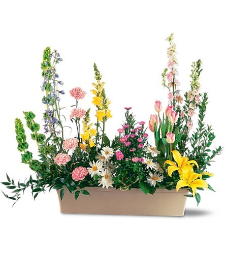 Spring Time Splendor - A bright collection of springtime flowers brings the outdoors inside. This unique floral design showcases flowers grouped as they grow in nature.     Each arrangement includes delphinium, snapdragons, tulips, lilies and asters in a window box-like container. Approximately 44&quot; W x 37&quot; H 