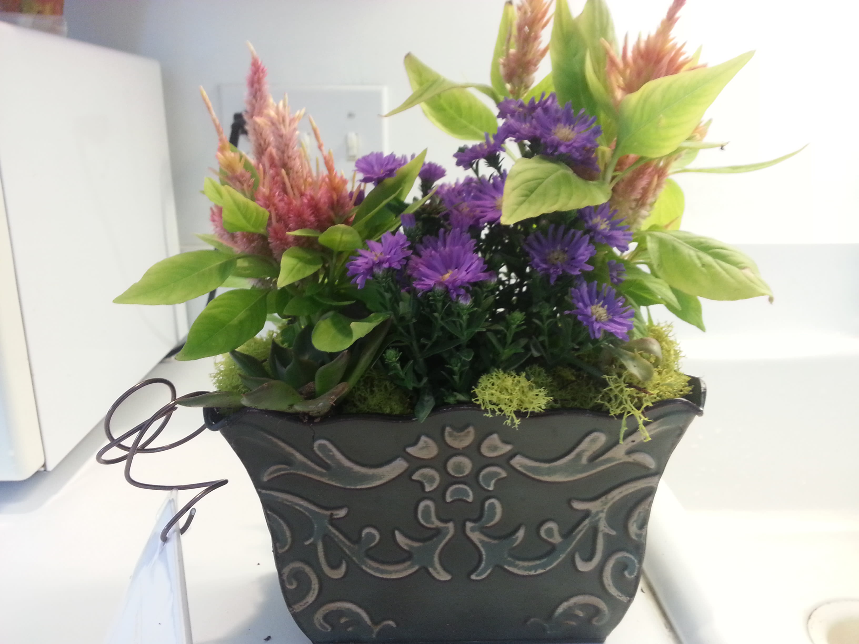 Dish Garden  Dish Garden  - Succulents and flowering plants designed into local Artisanal created vessels.