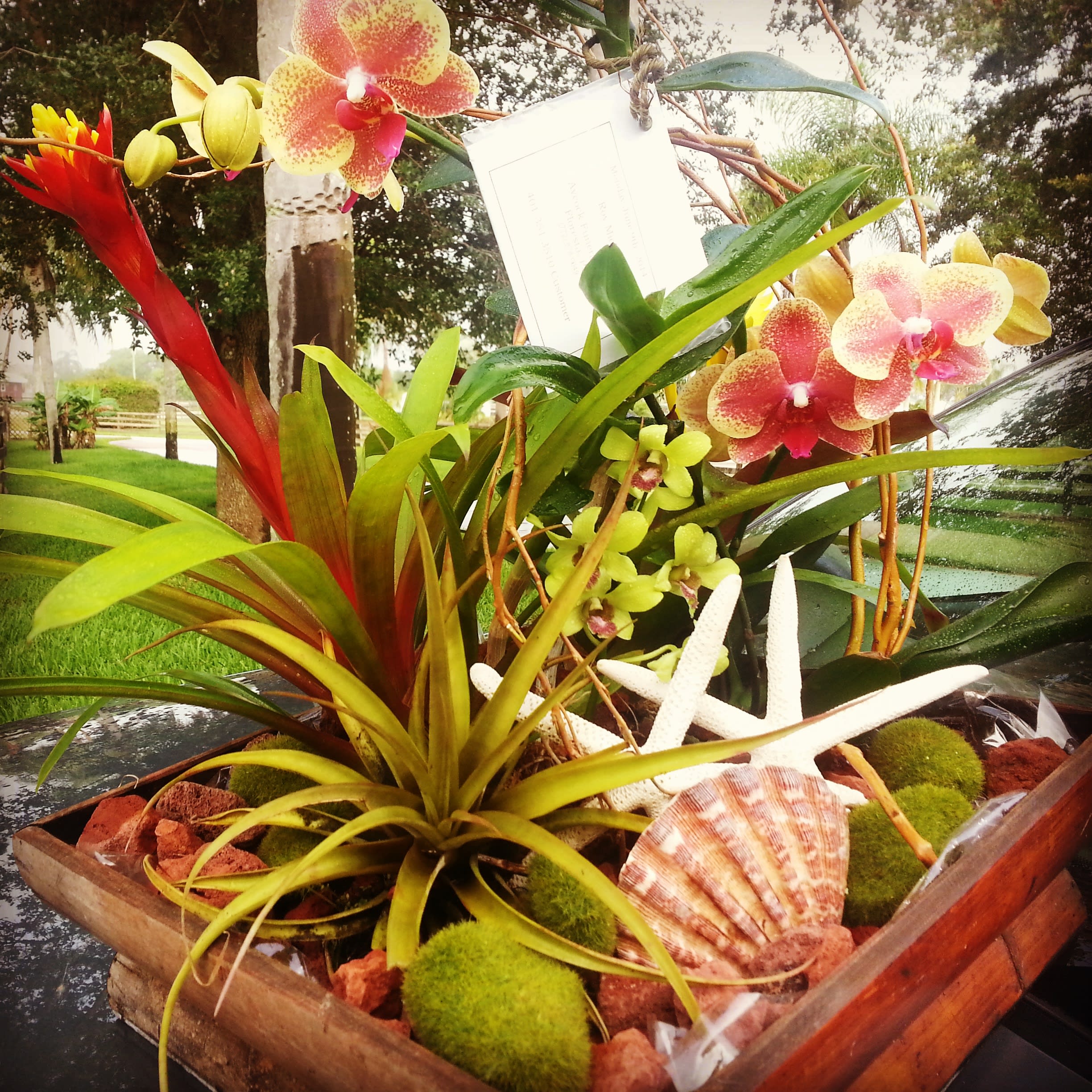 Dish Gardens Dish Gardens - Tropical Dish Garden