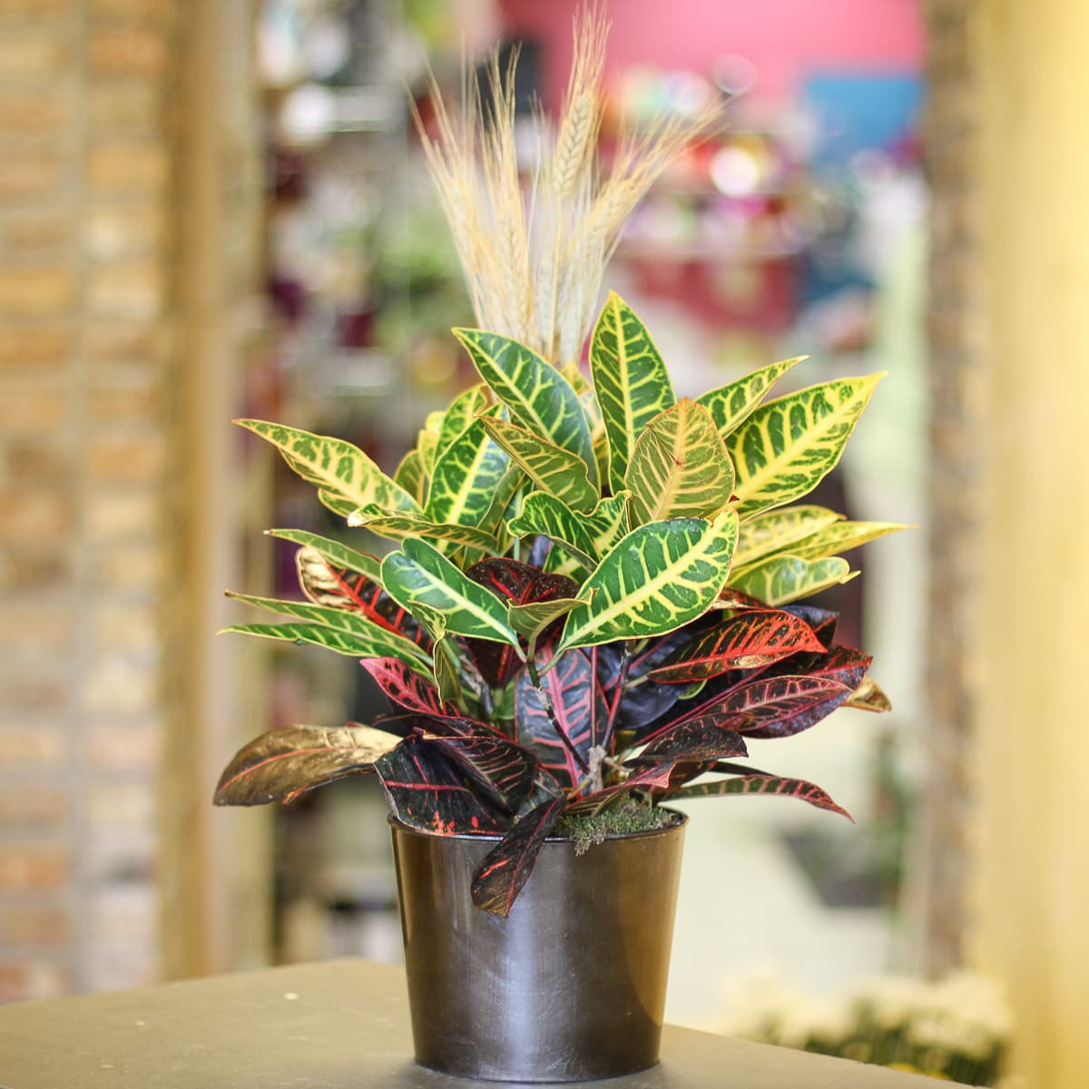 Croton Plant In Anoka Mn Main Floral