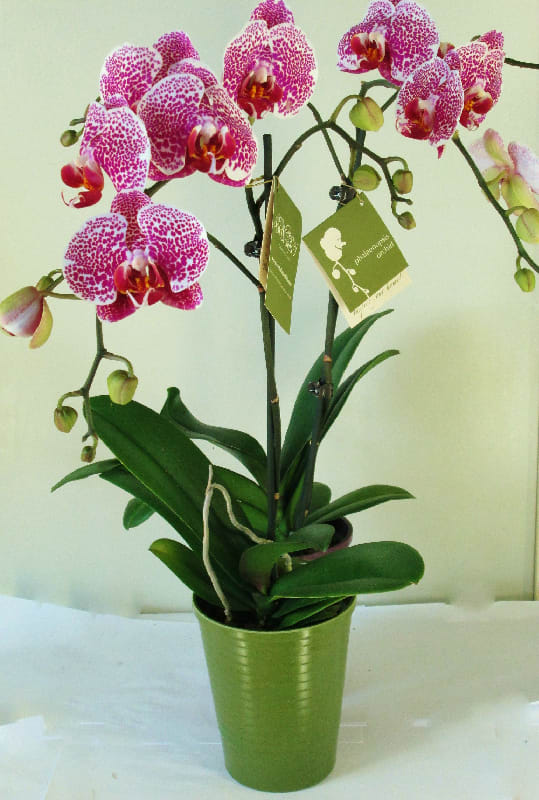 Orchids price deals
