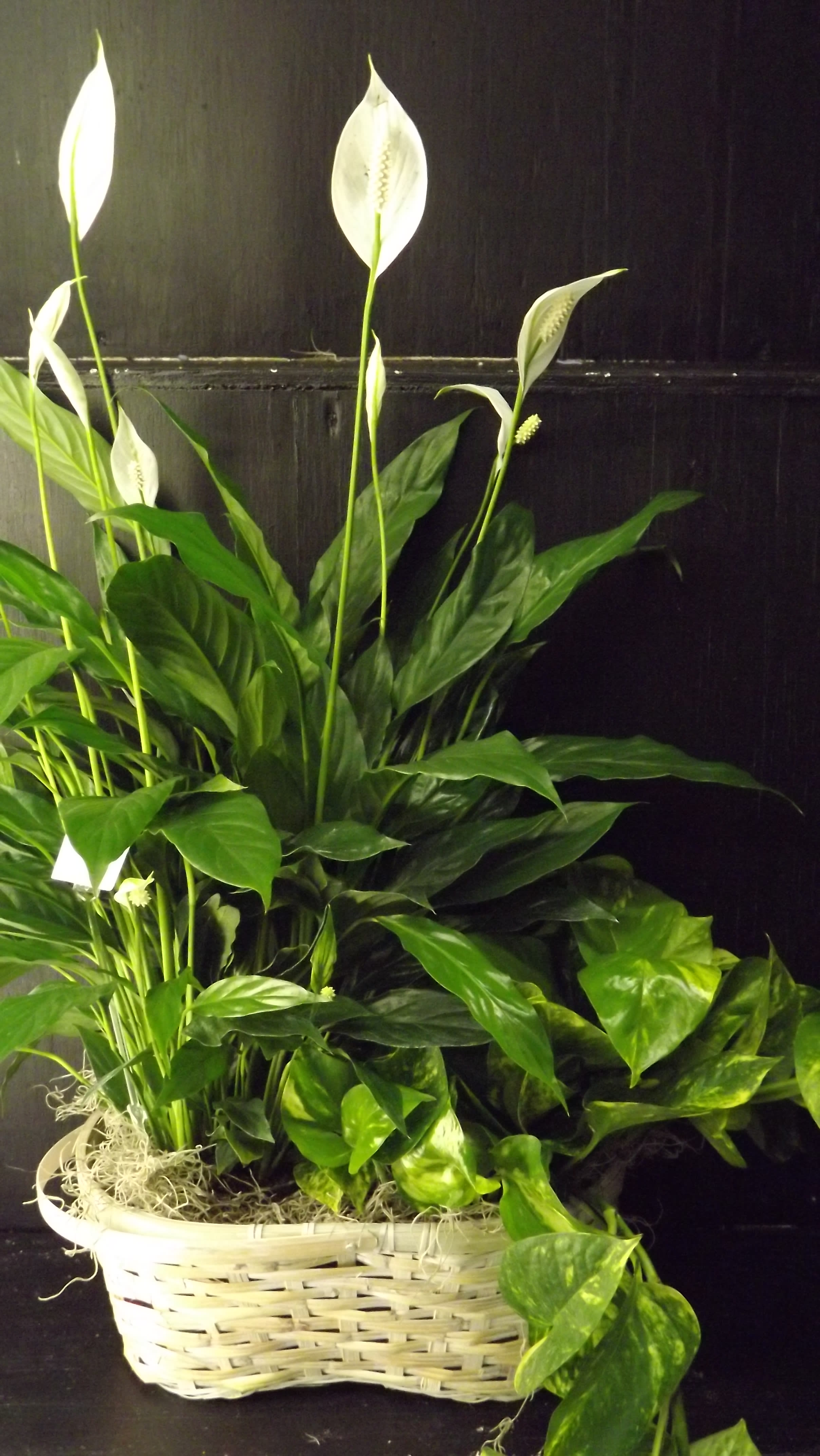 Large Green Planter Large Green Planter - Each planter is grown & made locally. We will add a bow & 3 stems of fresh flowers before these beautiful plants head out the door.