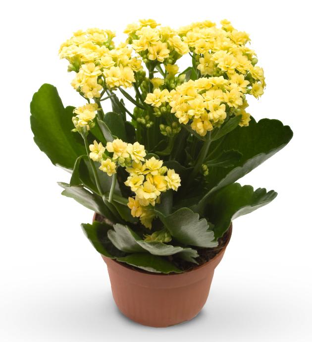 Yellow Kalanchoe In Portland Or Old Town Florist